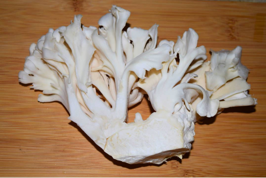 White Maitake mushrooms-2.png