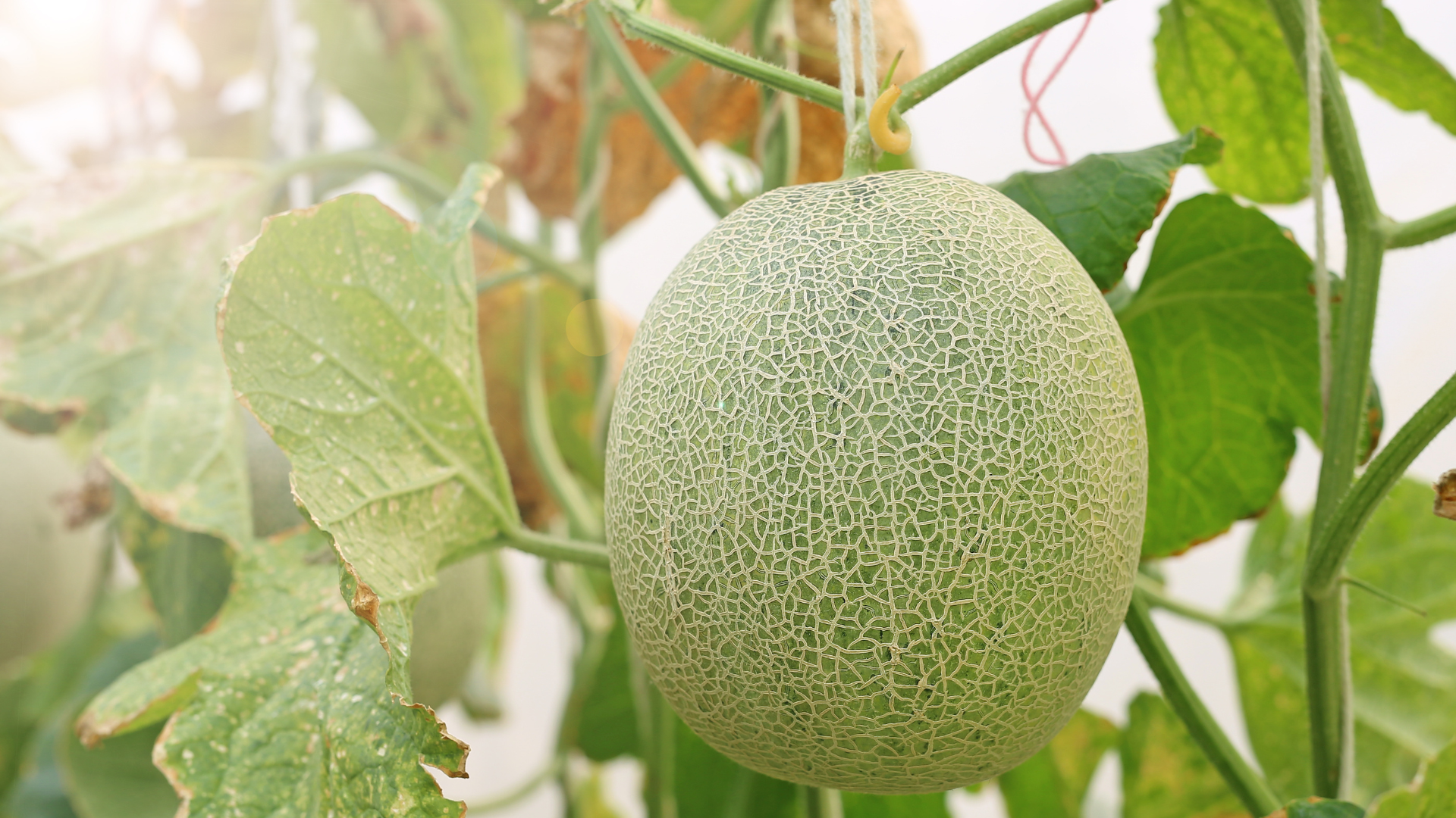 A close-up of a cantaloupe melon hanging on a vine surrounded by green leaves.