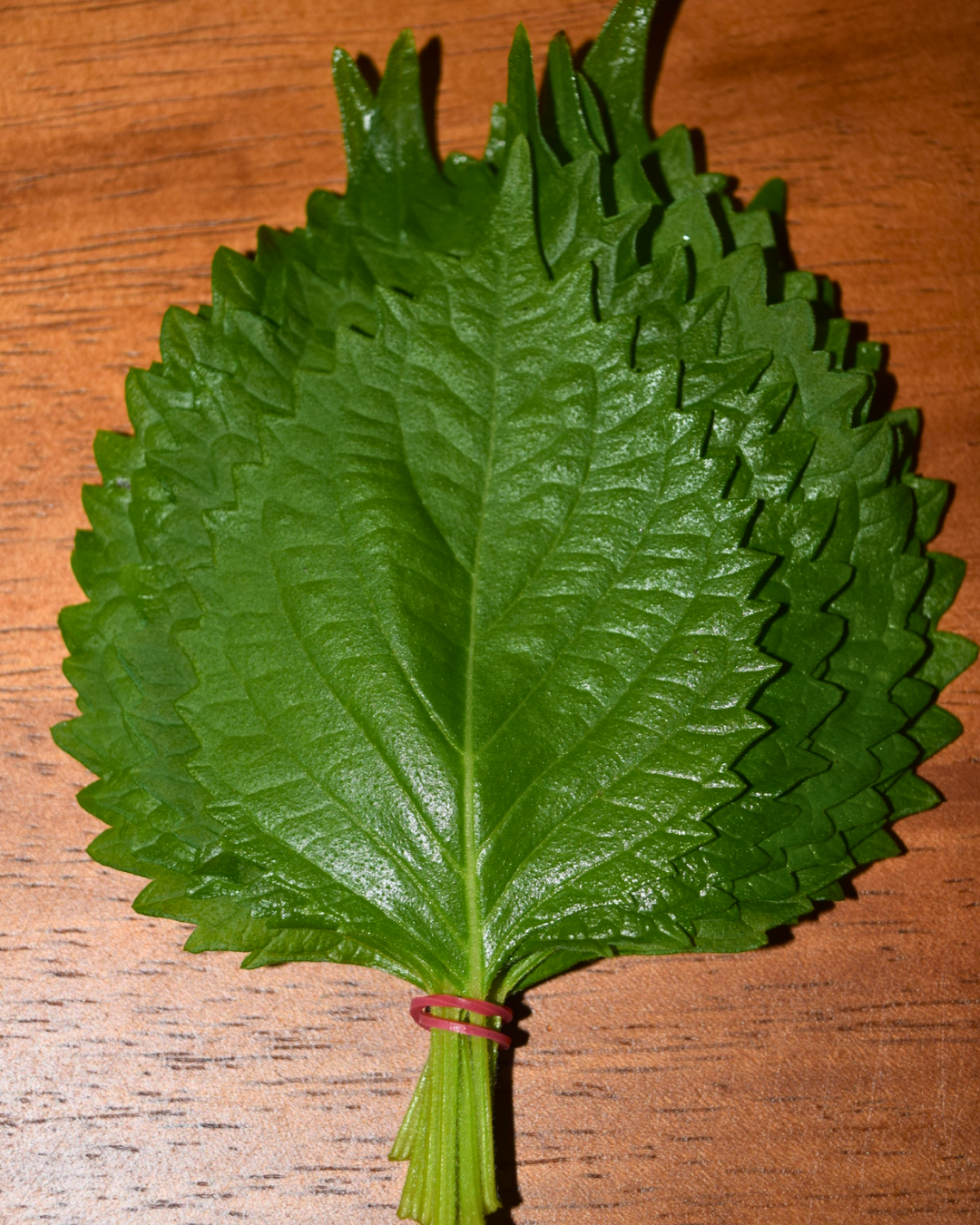 Oba_Shiso Leaves-2.png