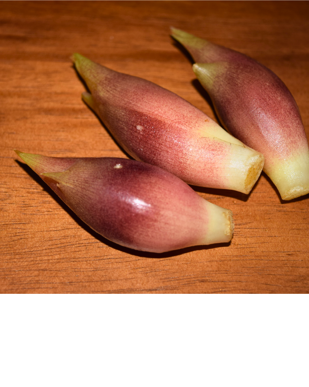 Myoga Ginger-3.png