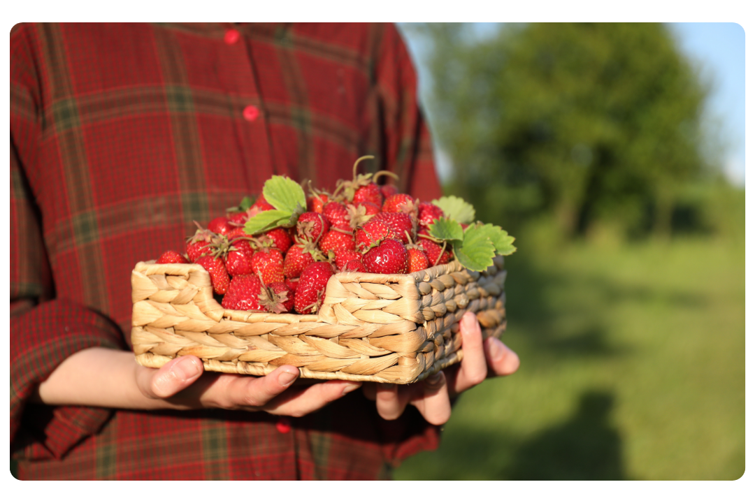 Person holding a basket of freshly picked strawberries outdoors on a sunny day.
