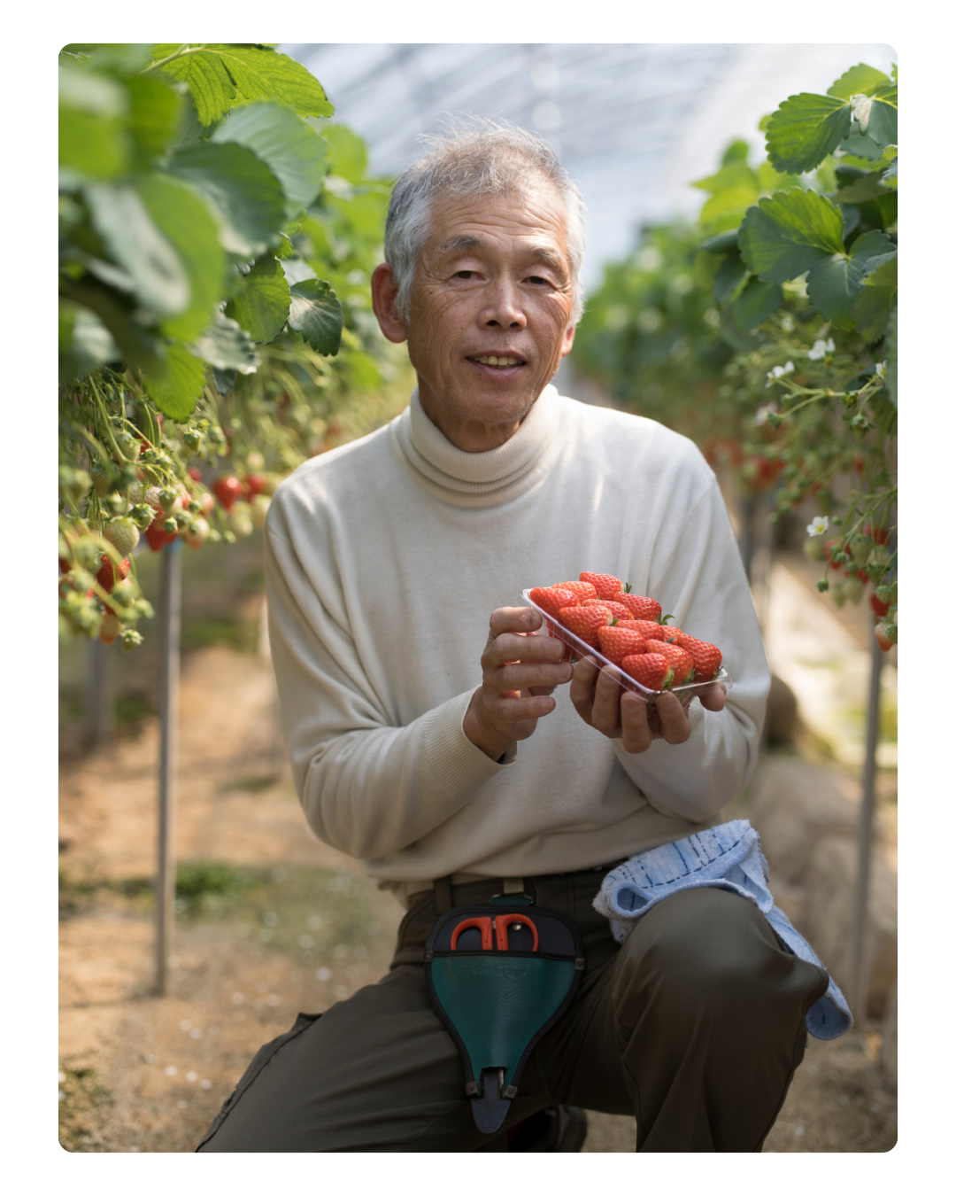An elderly man holding a tray of fresh strawberries inside a greenhouse filled with strawberry plants.