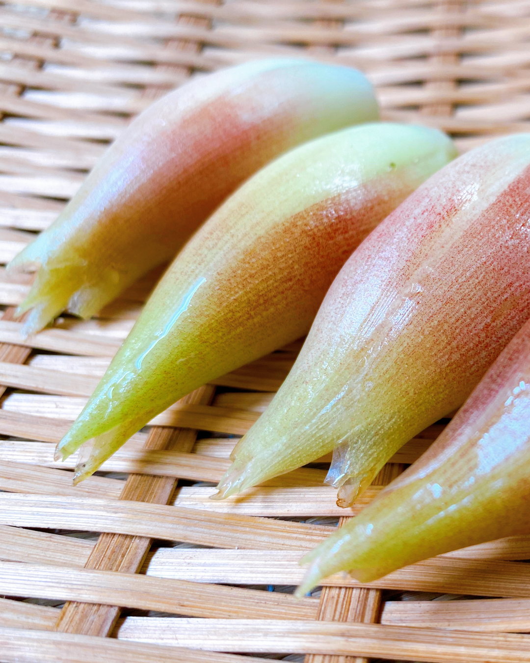 Myoga Ginger-1.png