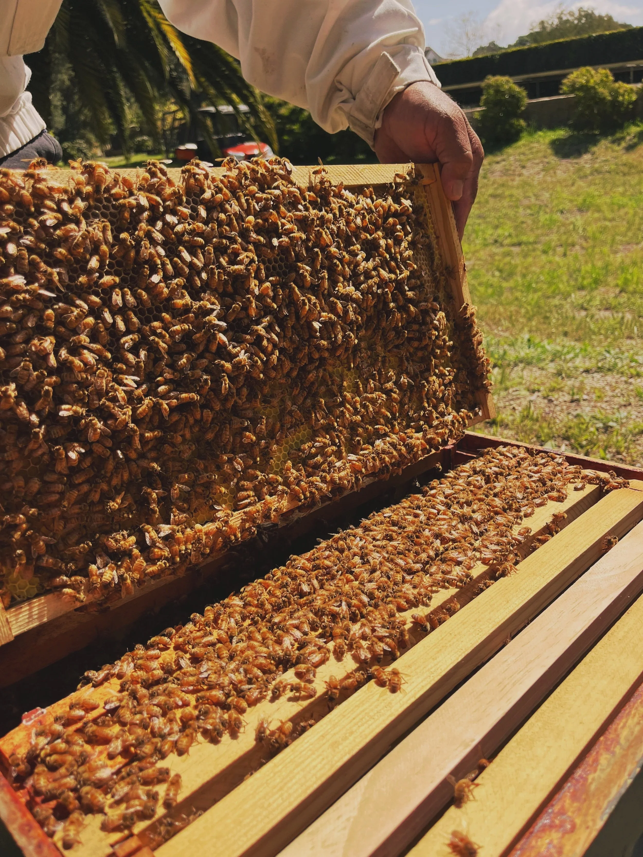 The Indy - Audio Segments