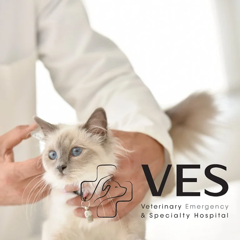 A veterinarian in a white coat holding a Siamese cat with blue eyes and a collar at a veterinary emergency clinic.