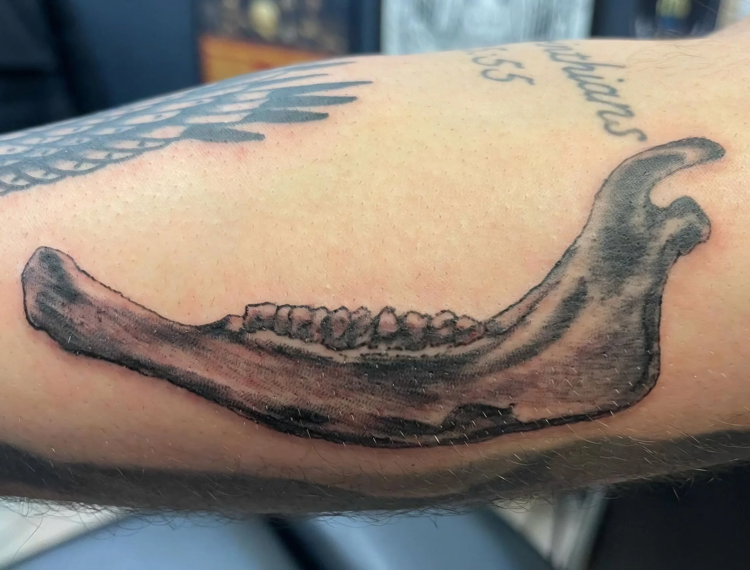 Tattoo of an animal jawbone with teeth on a person's arm.