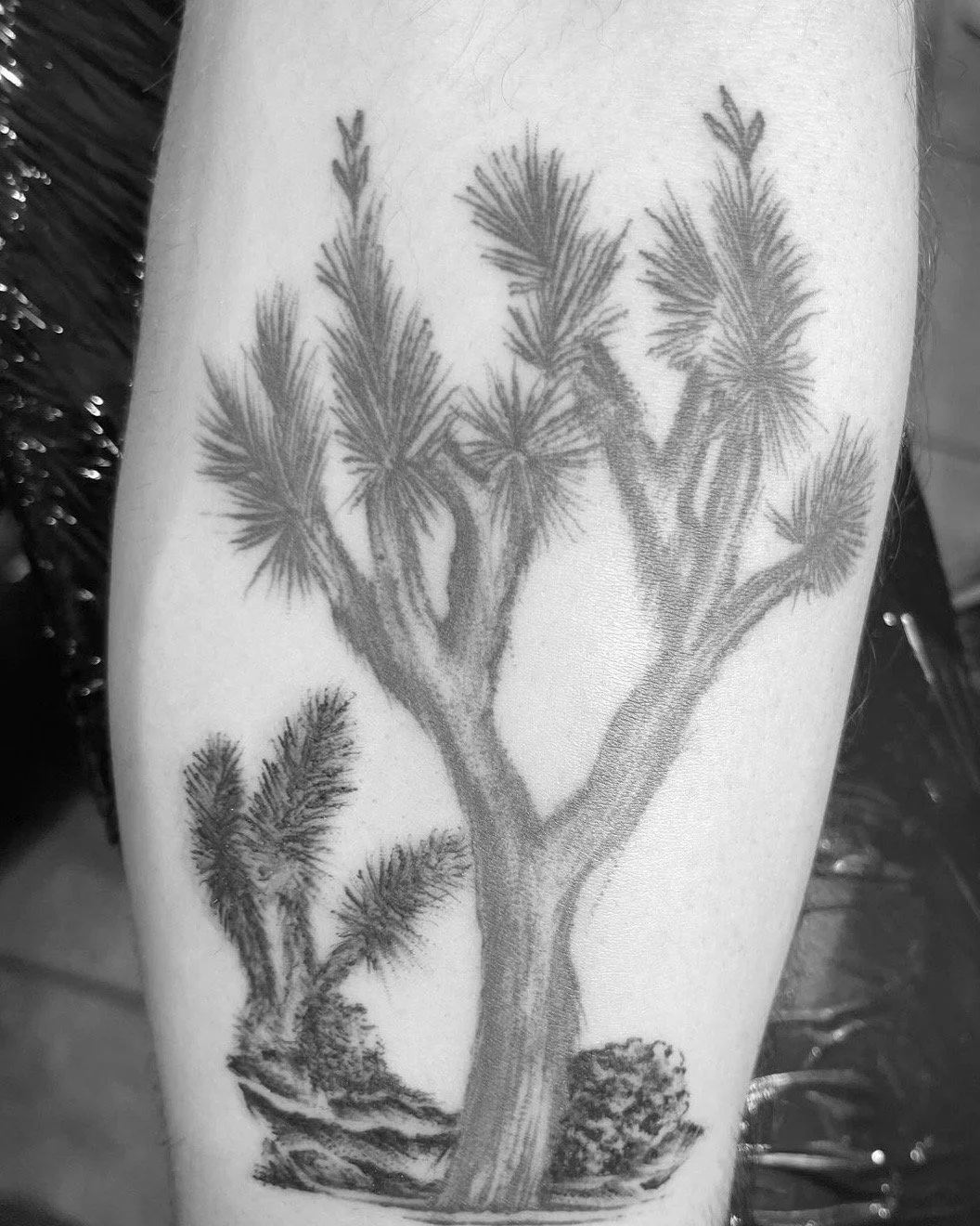 Black and gray tattoo of a desert plant, likely a Joshua tree, with detailed branches and needles, on a person's arm.