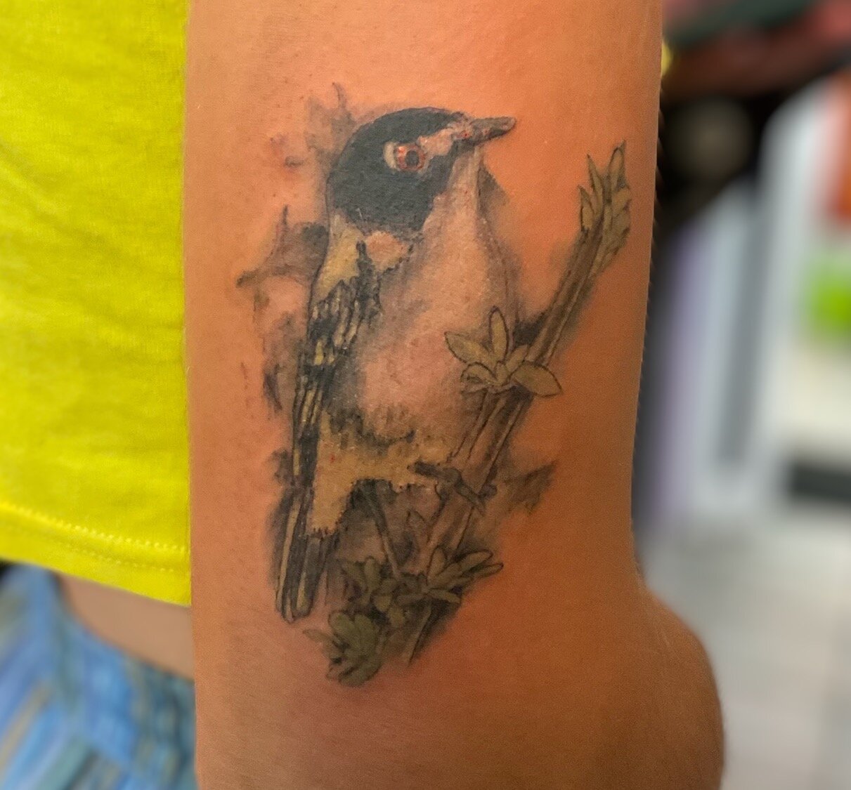 Illustrative realism tattoo of Oriole on a branch.  Back of arm placement with color.