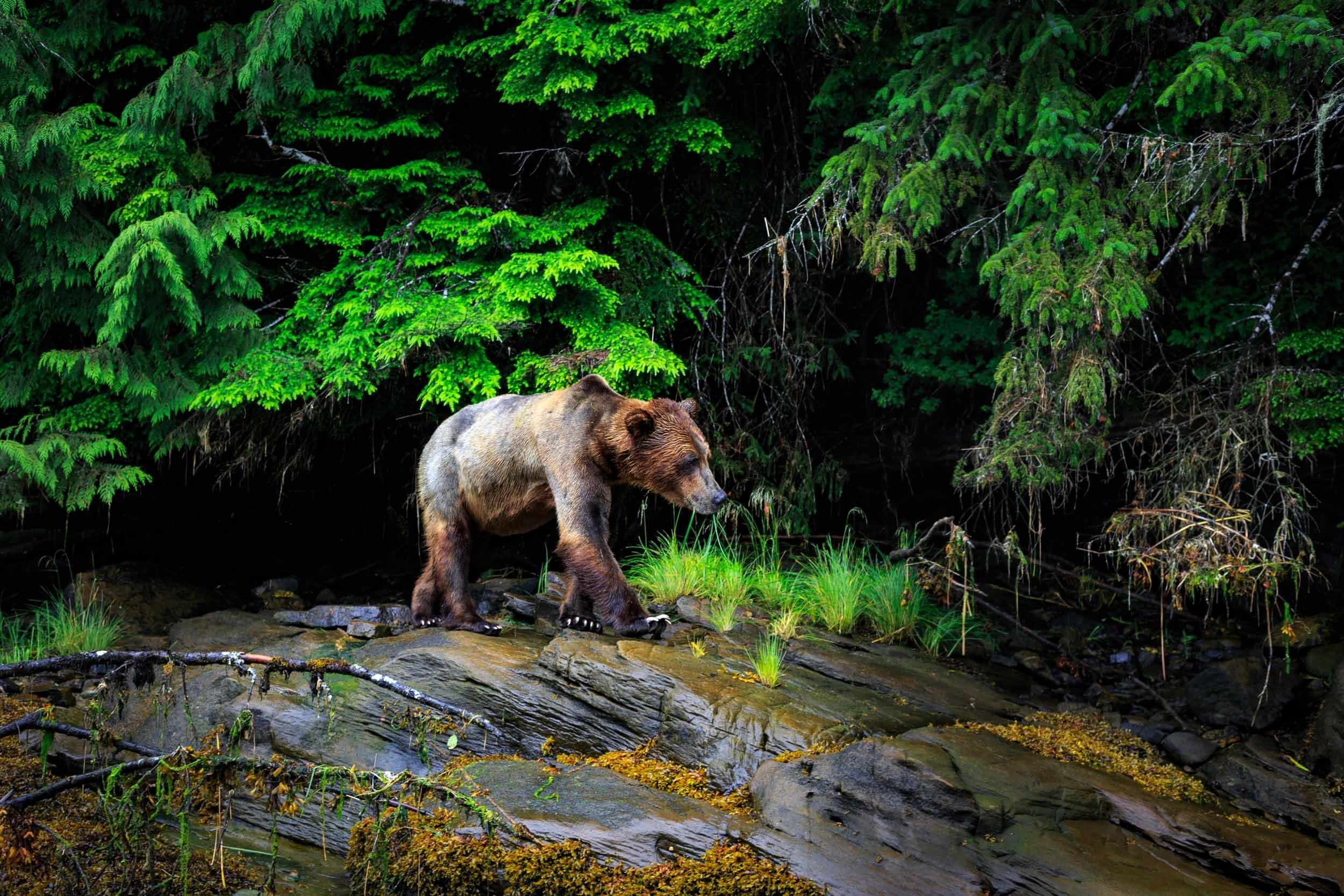 Grizzly Bear III
