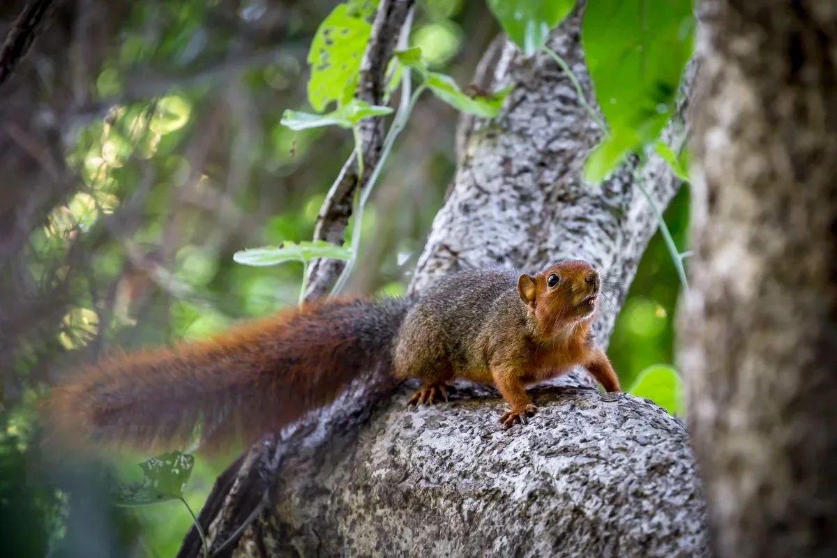 Lessons from Squirrels