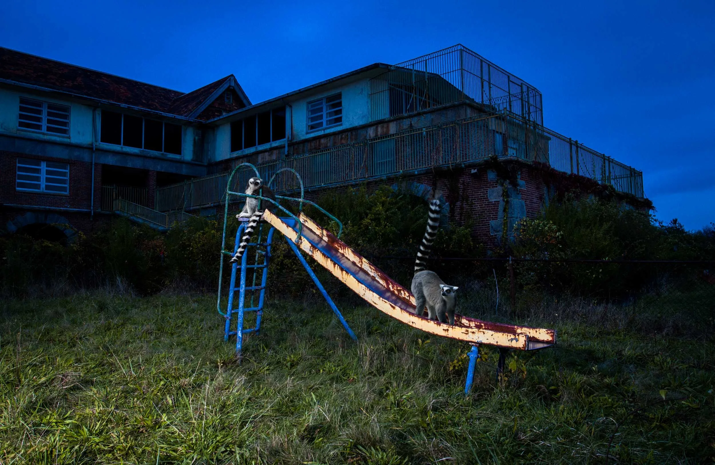Ring-tailed Lemur