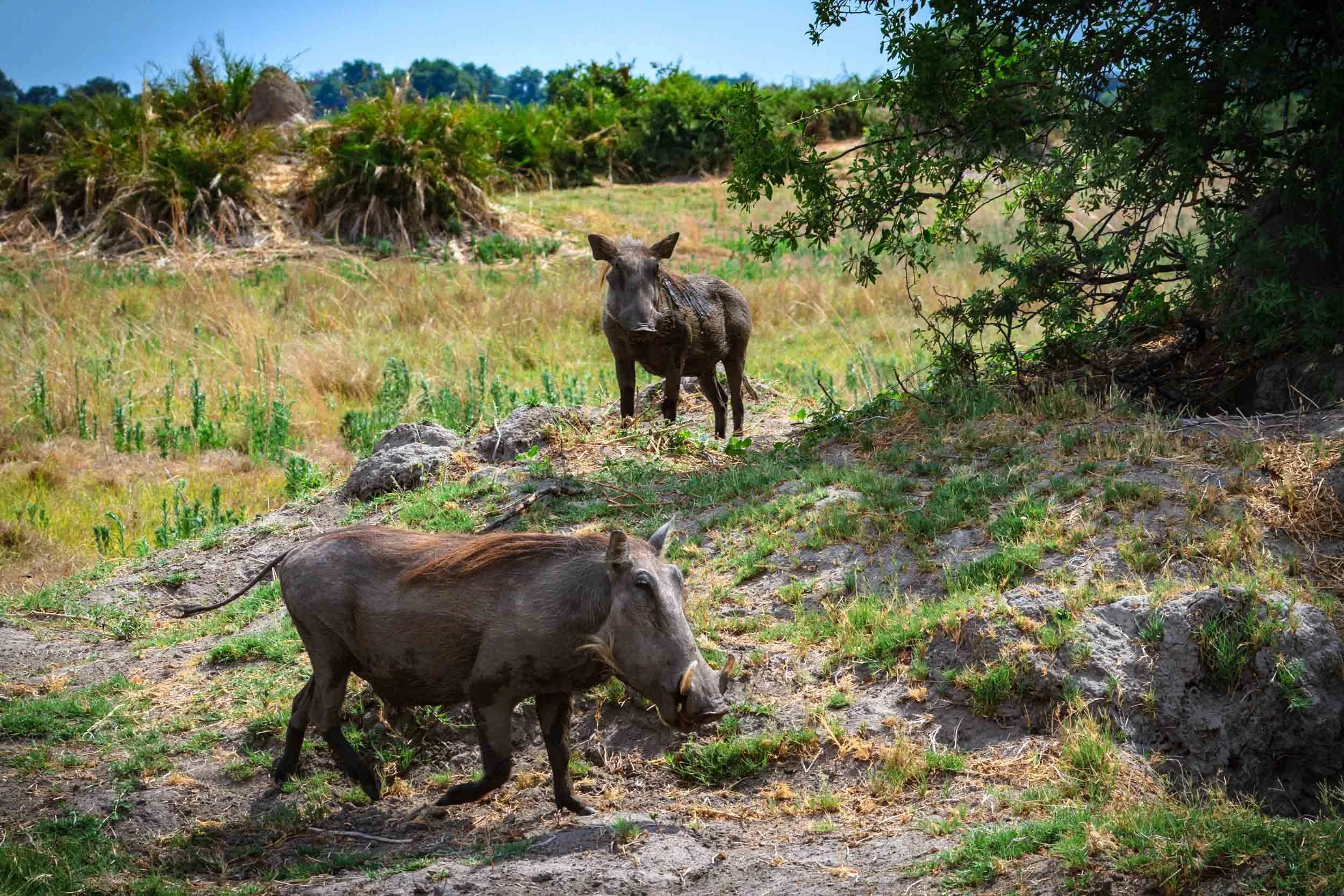 Warthog I