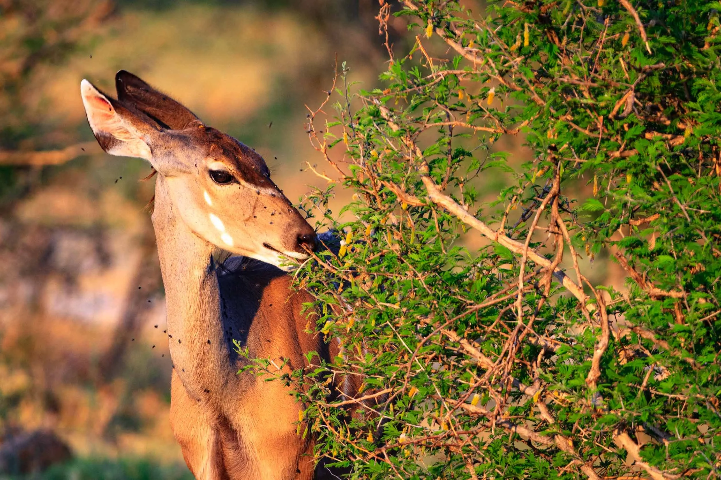 Kudu I