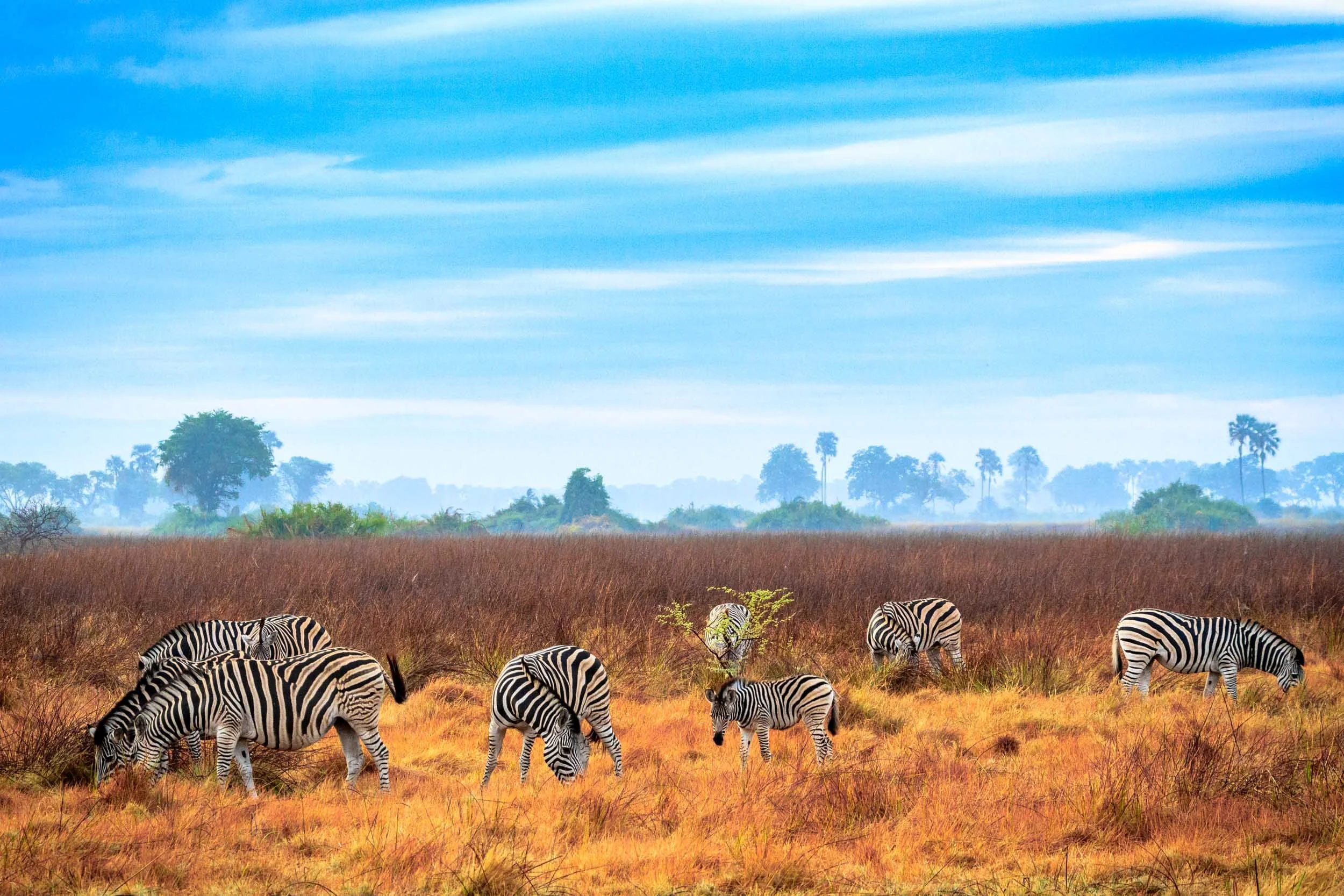 Zebras I