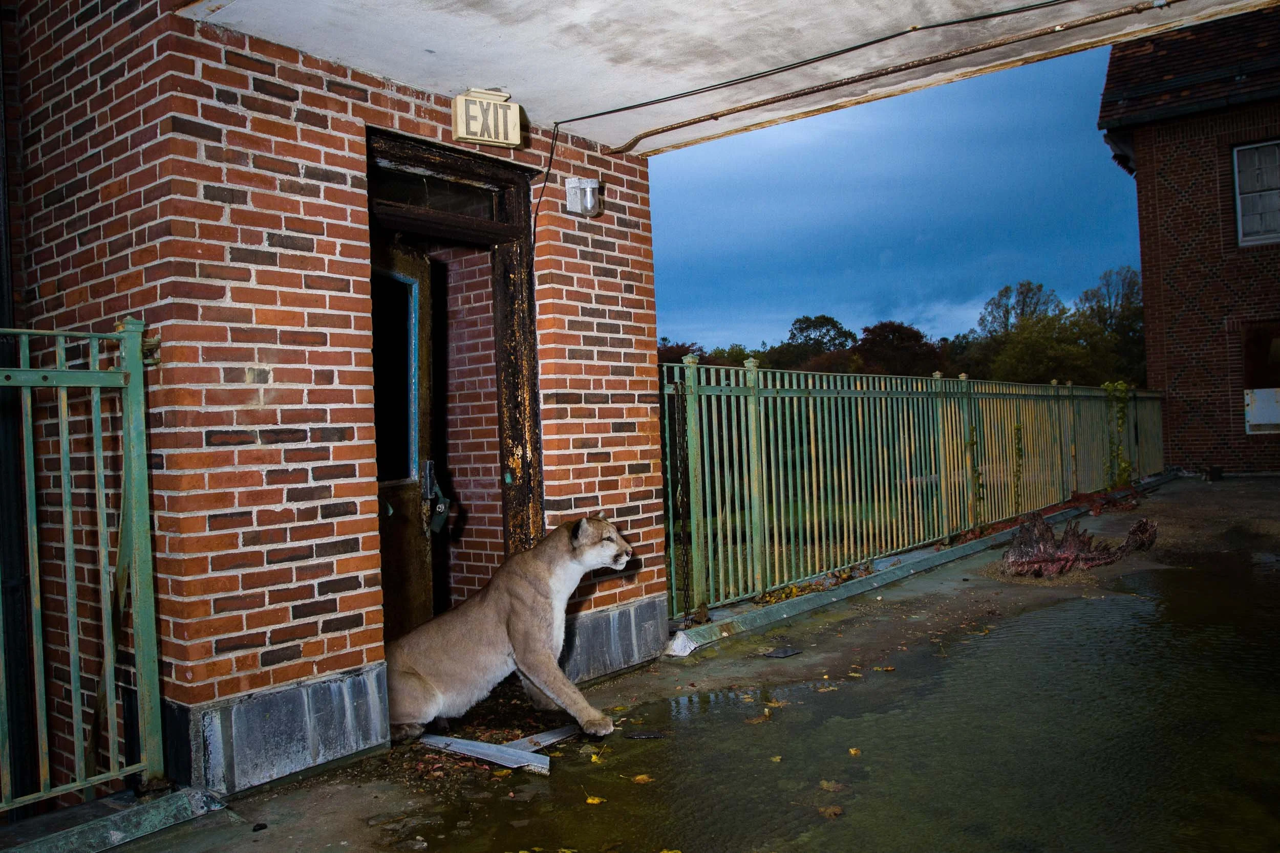 Cougar