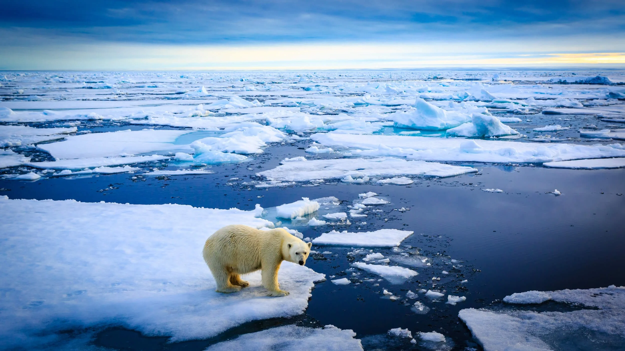 Polar Bear I