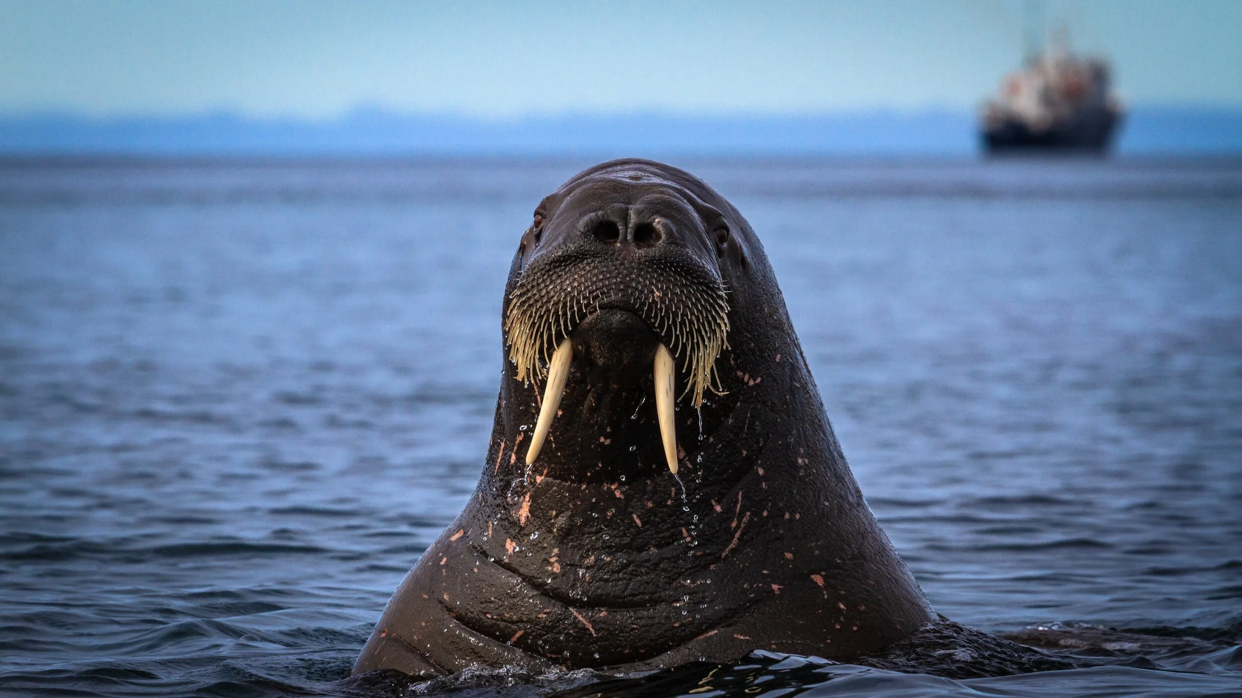 Walrus I