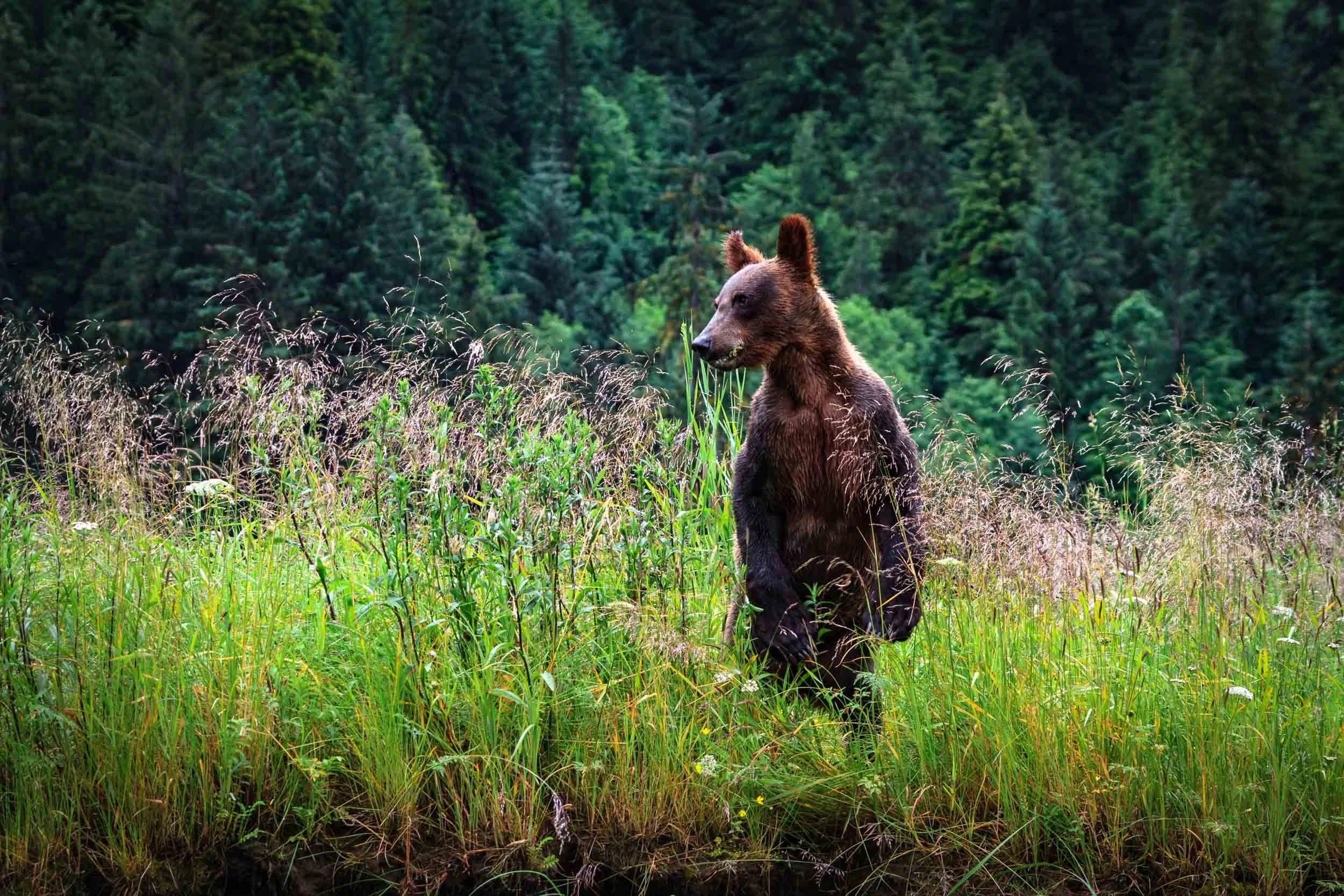 Grizzly Bear IV