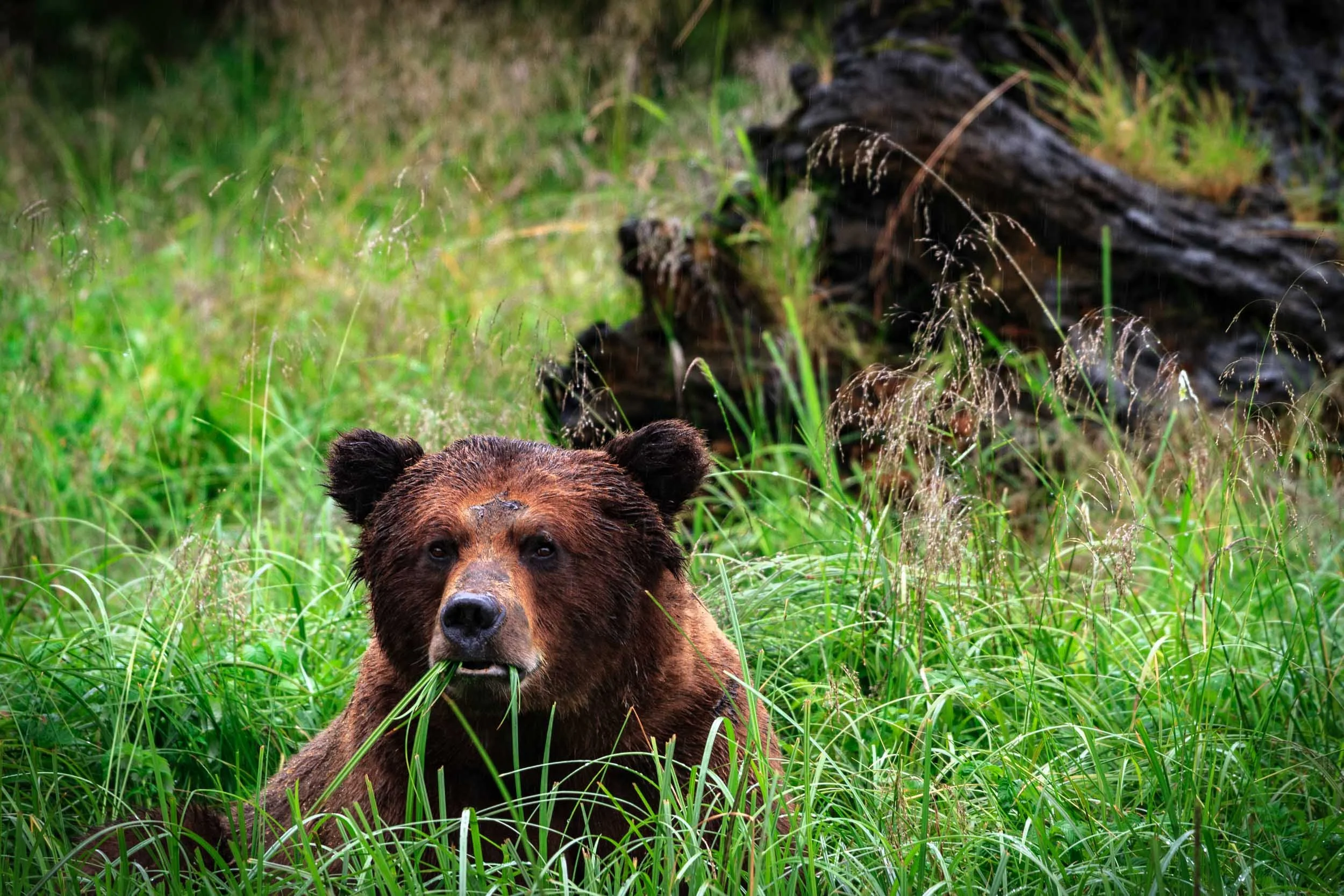 Grizzly Bear V