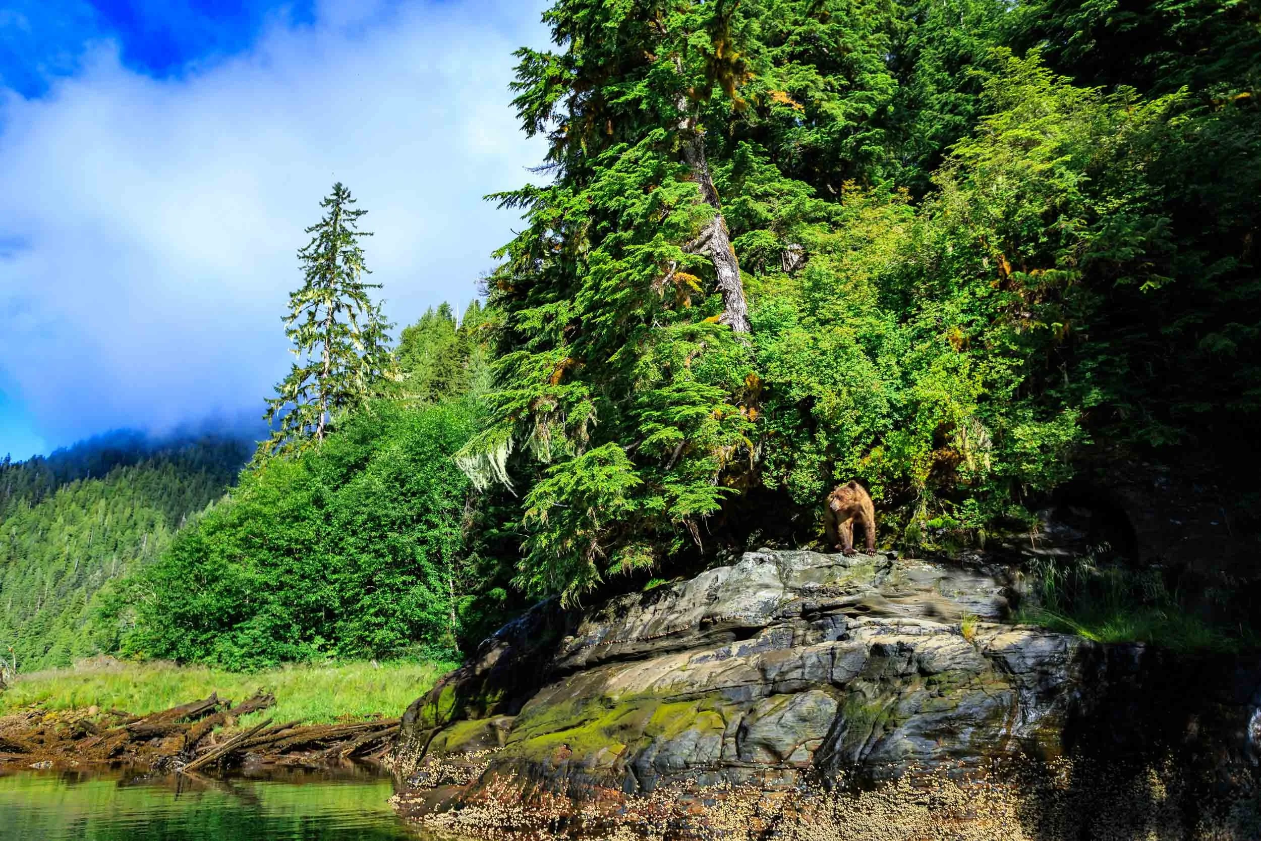 Grizzly Bear I
