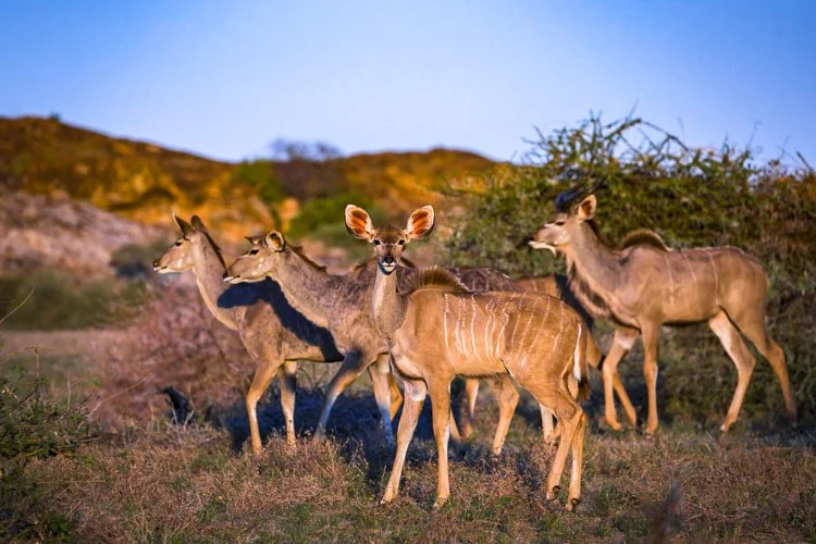 Photograph - A herd of Kudu at sunset, Mashatu Game Reserve, Botswan