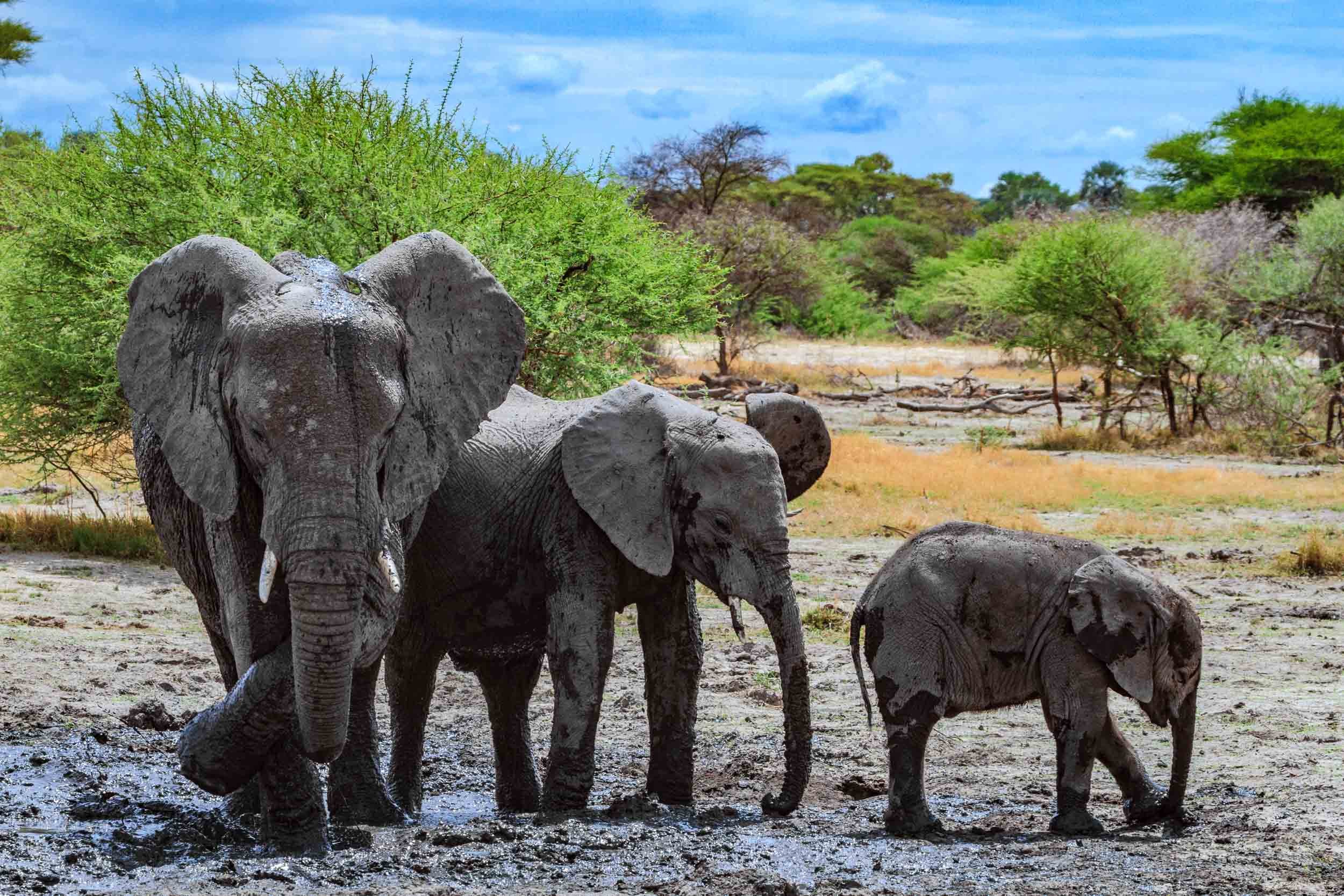 Elephant I