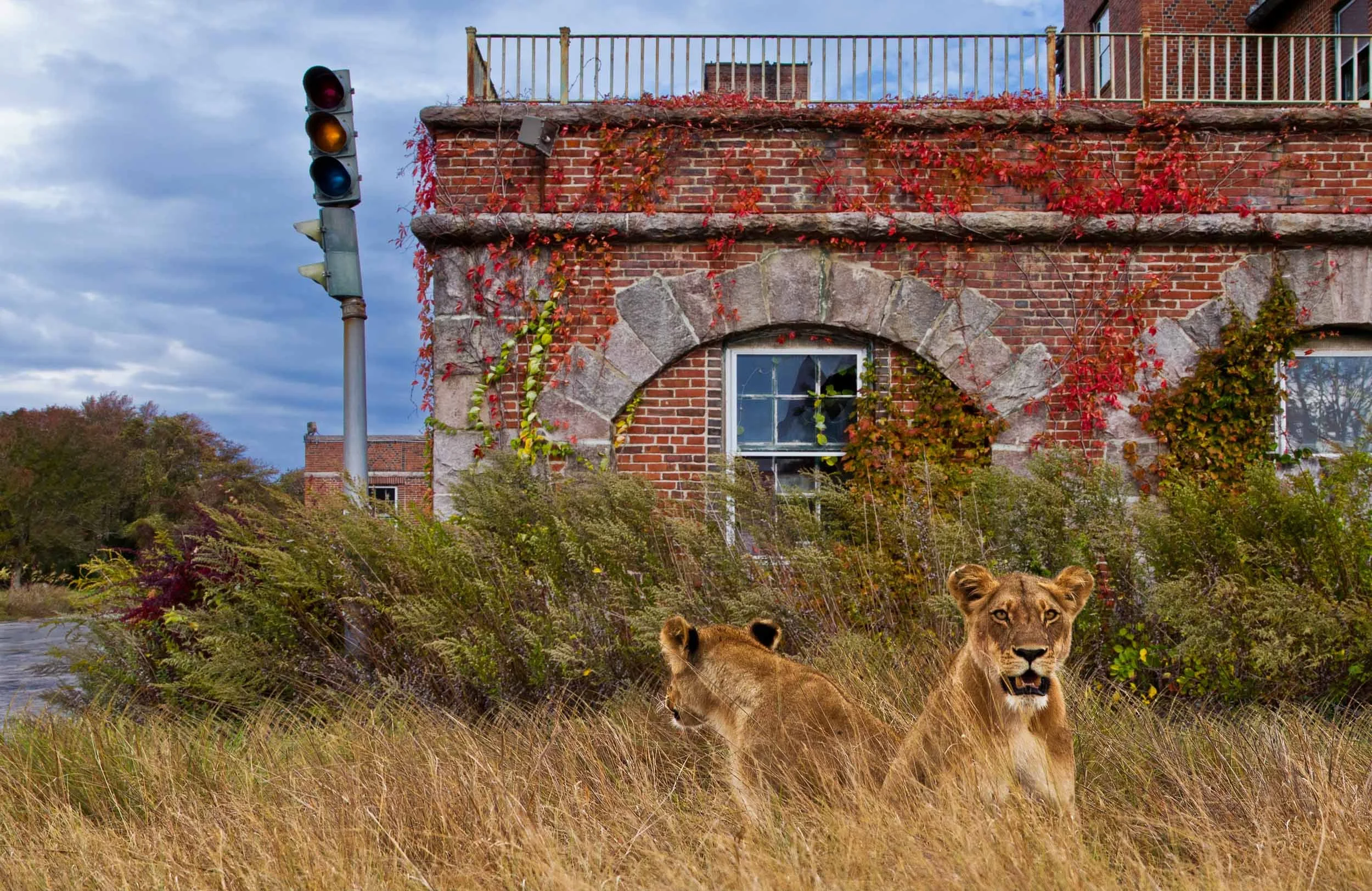 Wild Encounters