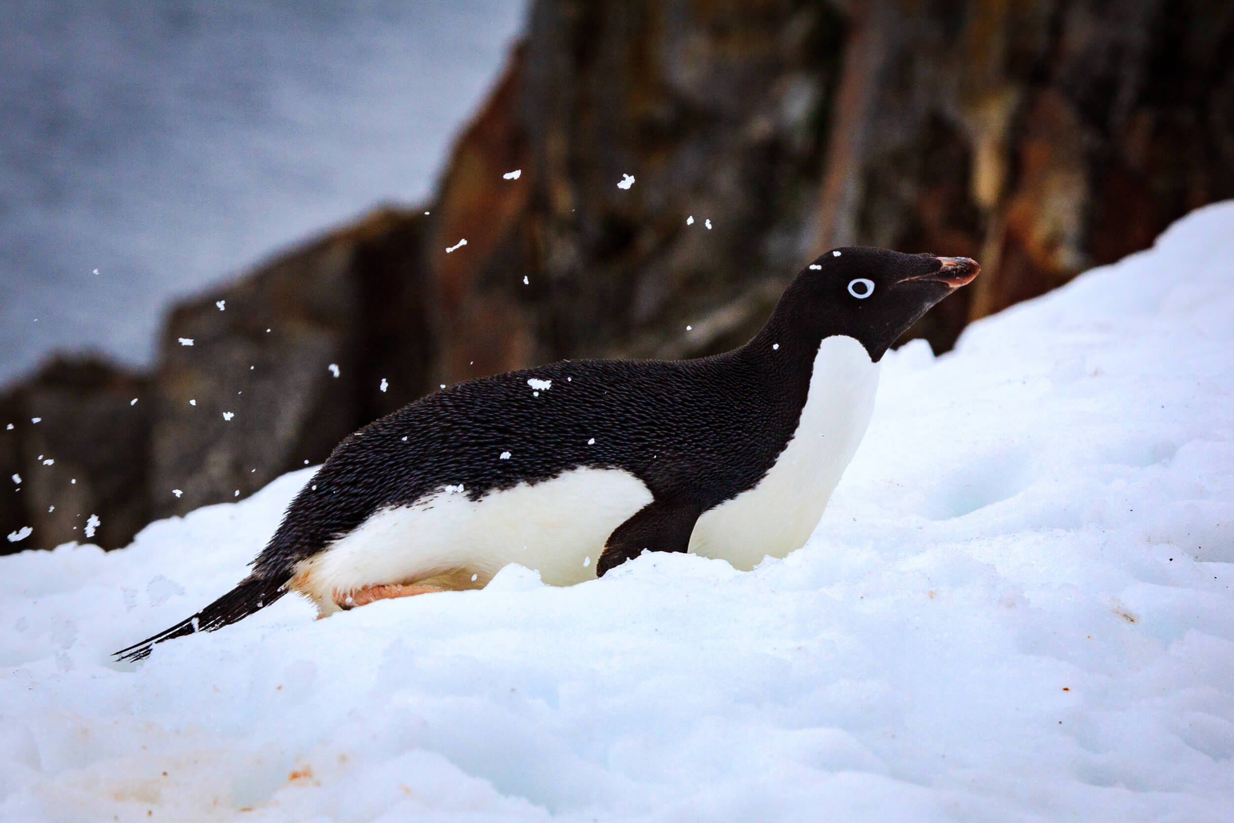 Penguin Il