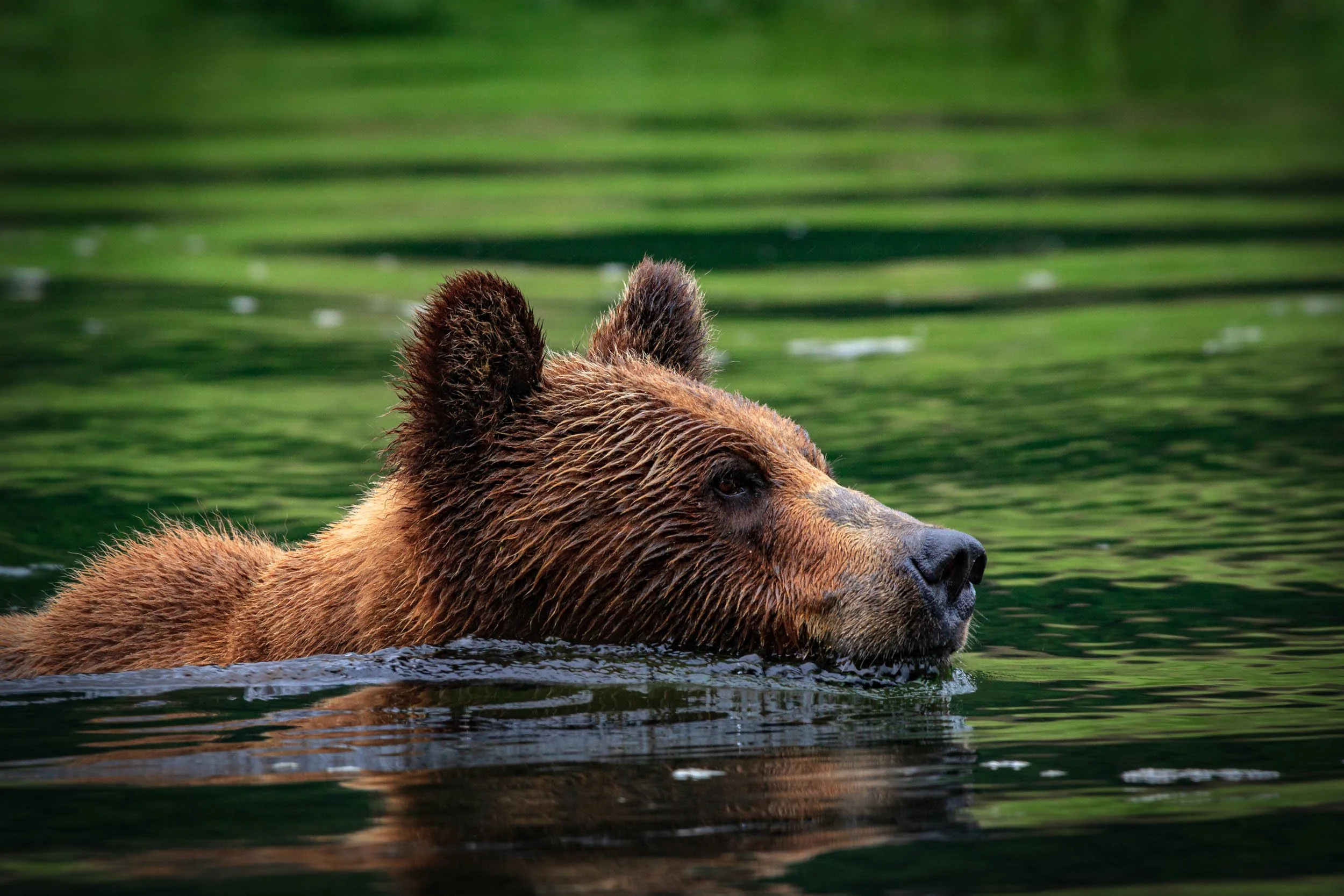 Grizzly Bear II