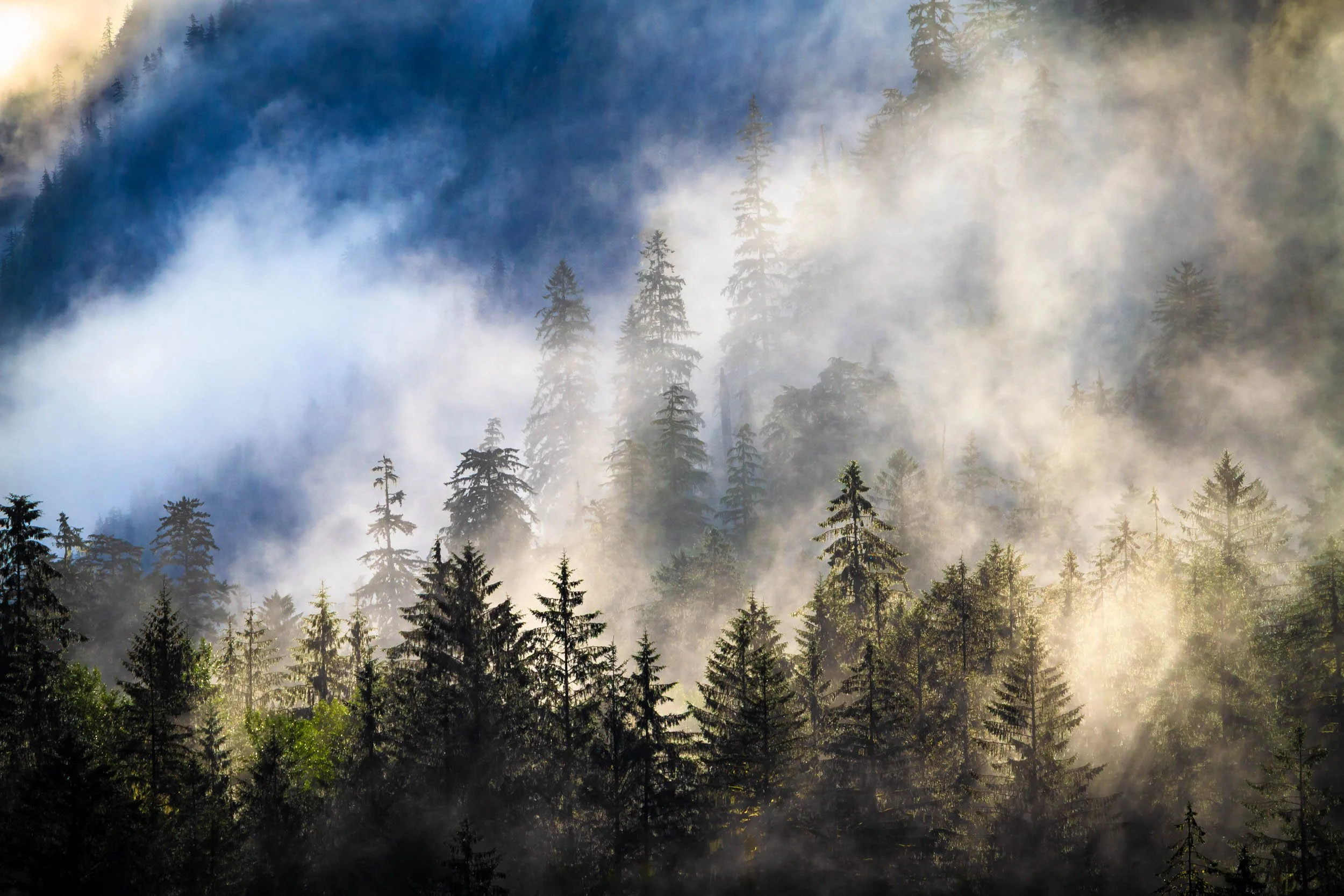Landscape II