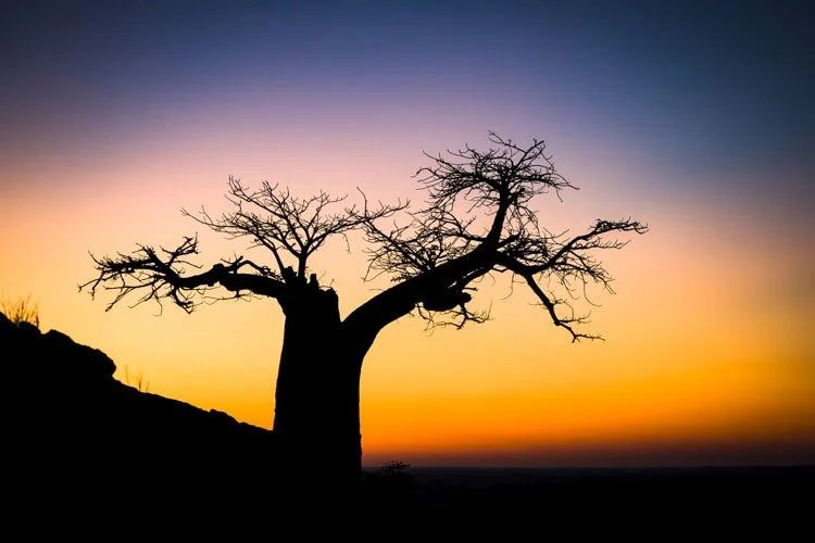 Photograph - silhouette of a Baobab tree at sunset, Mashatu Game Reserve, Botswana