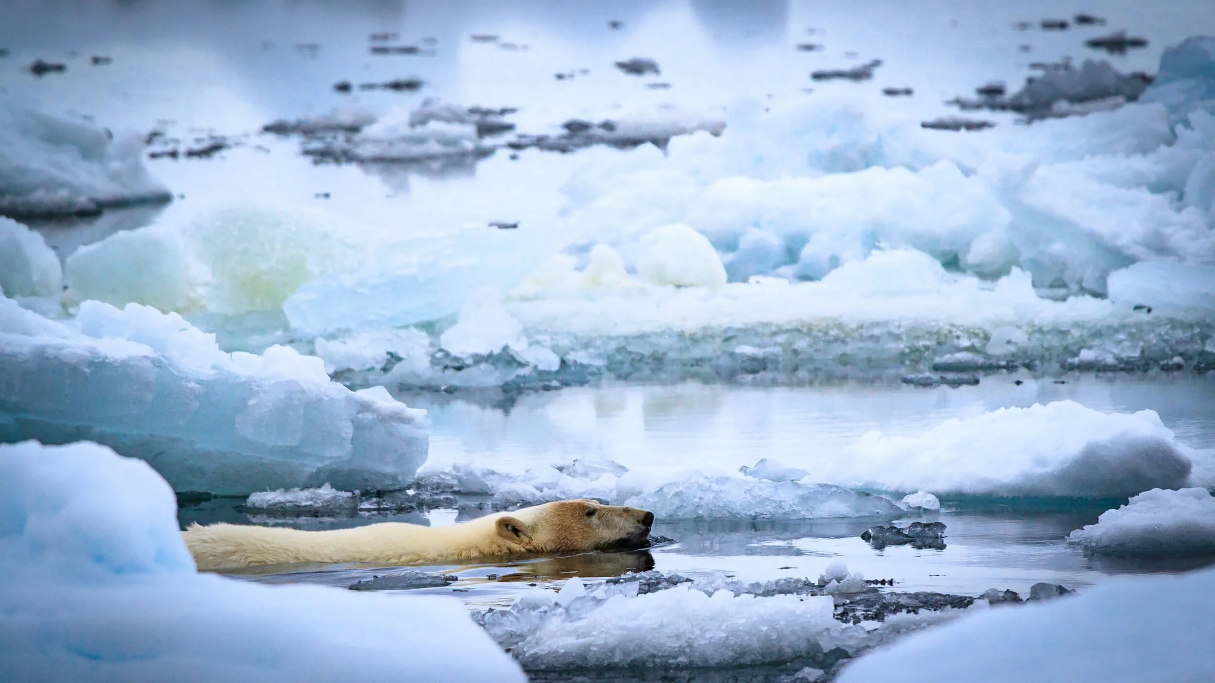 Polar Bear II