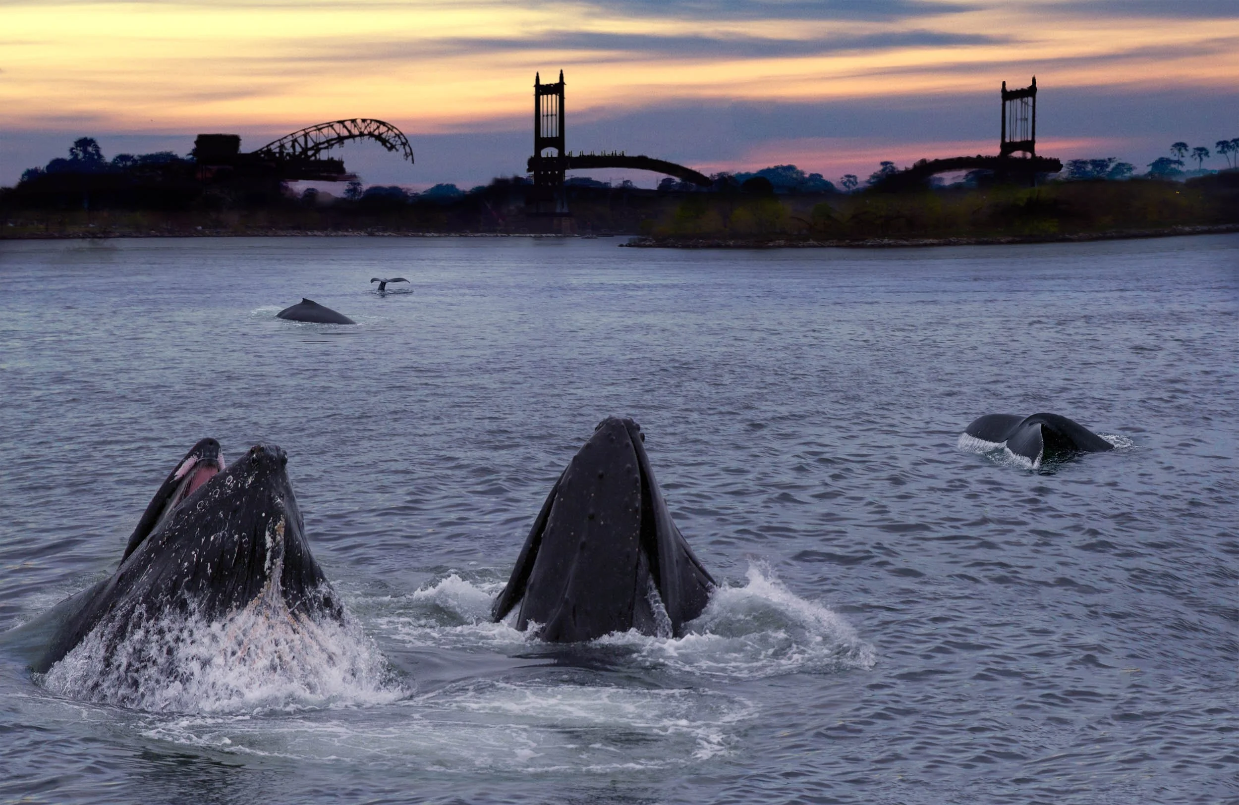 Humpback Whales