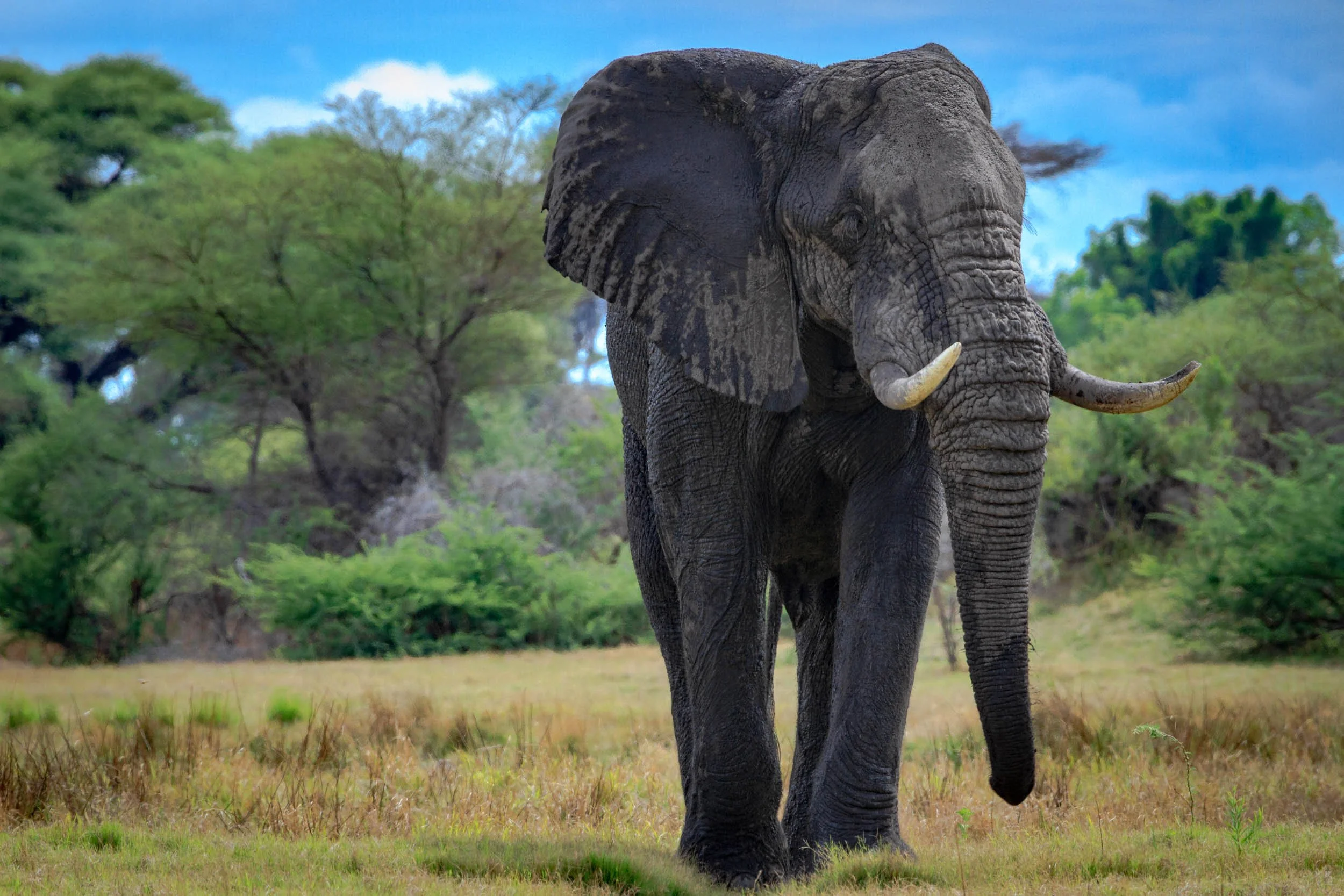 Elephant III
