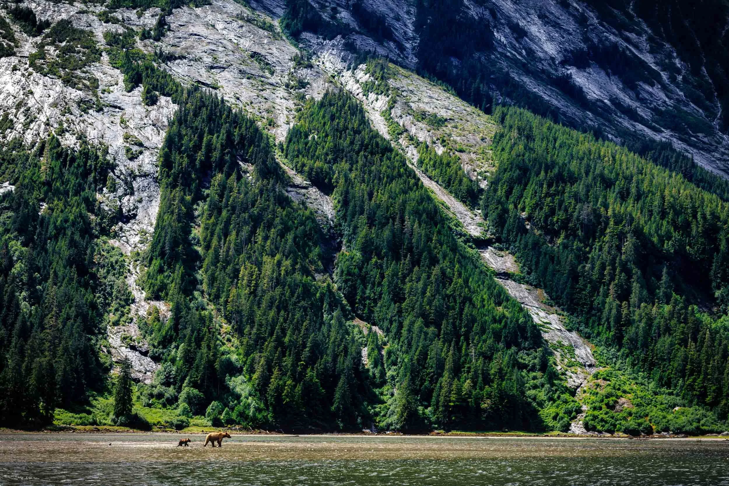 Grizzly Bear with Cub II