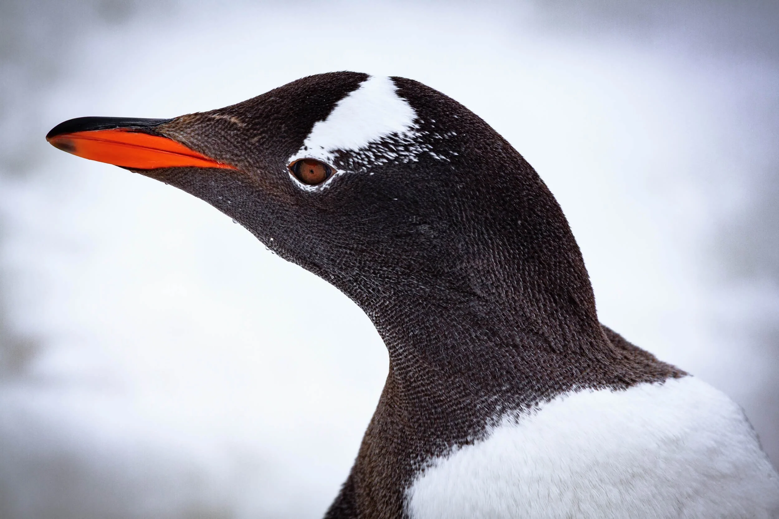 Penguin I