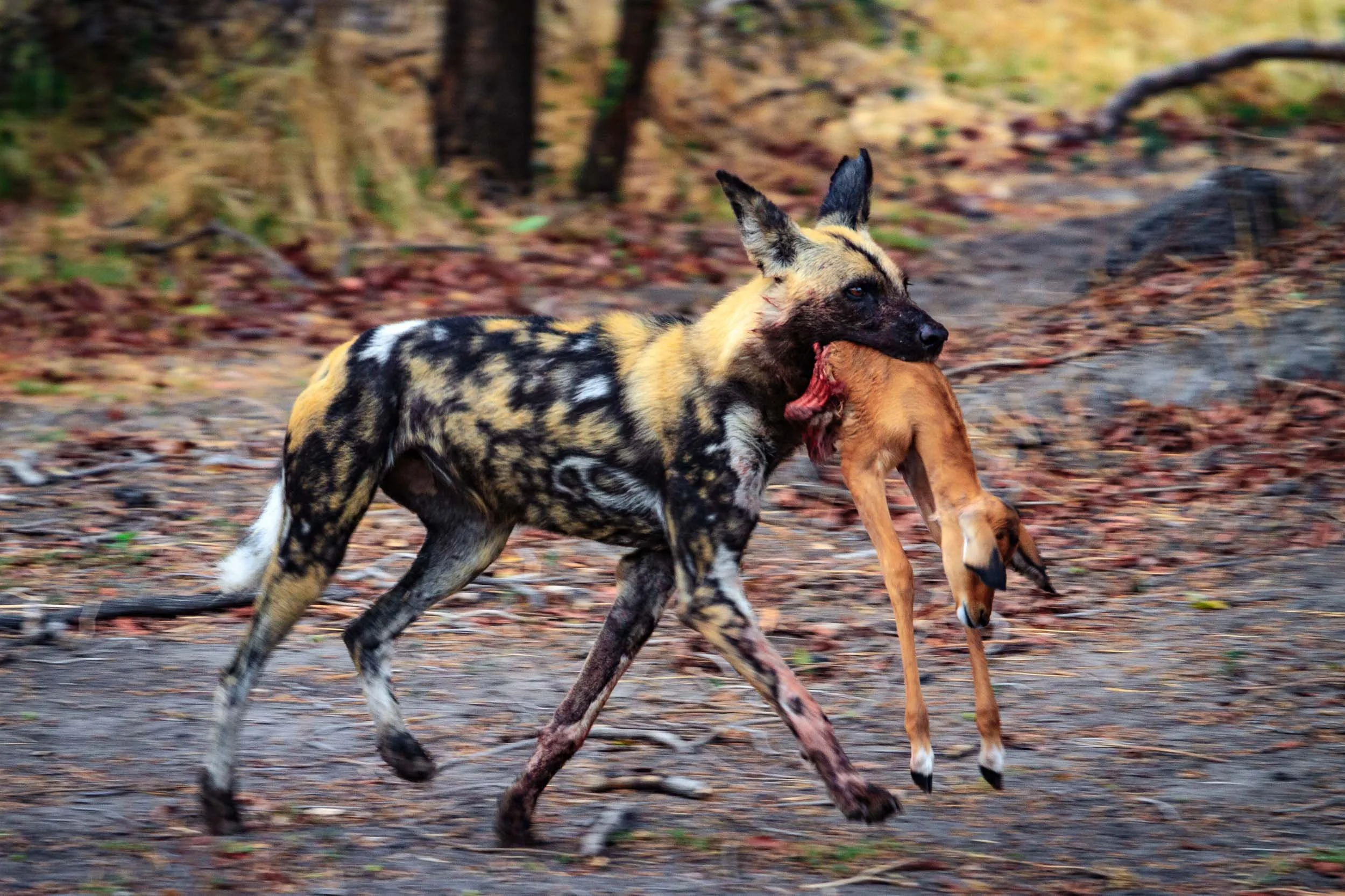 Wild Dog I,