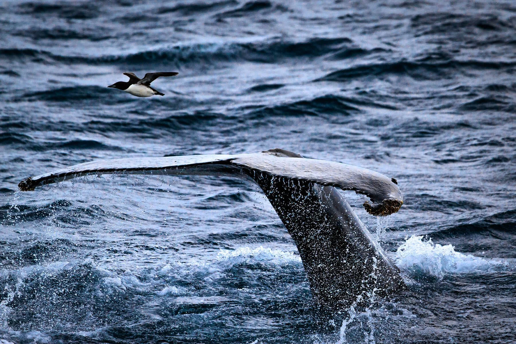 Humpback Whales II