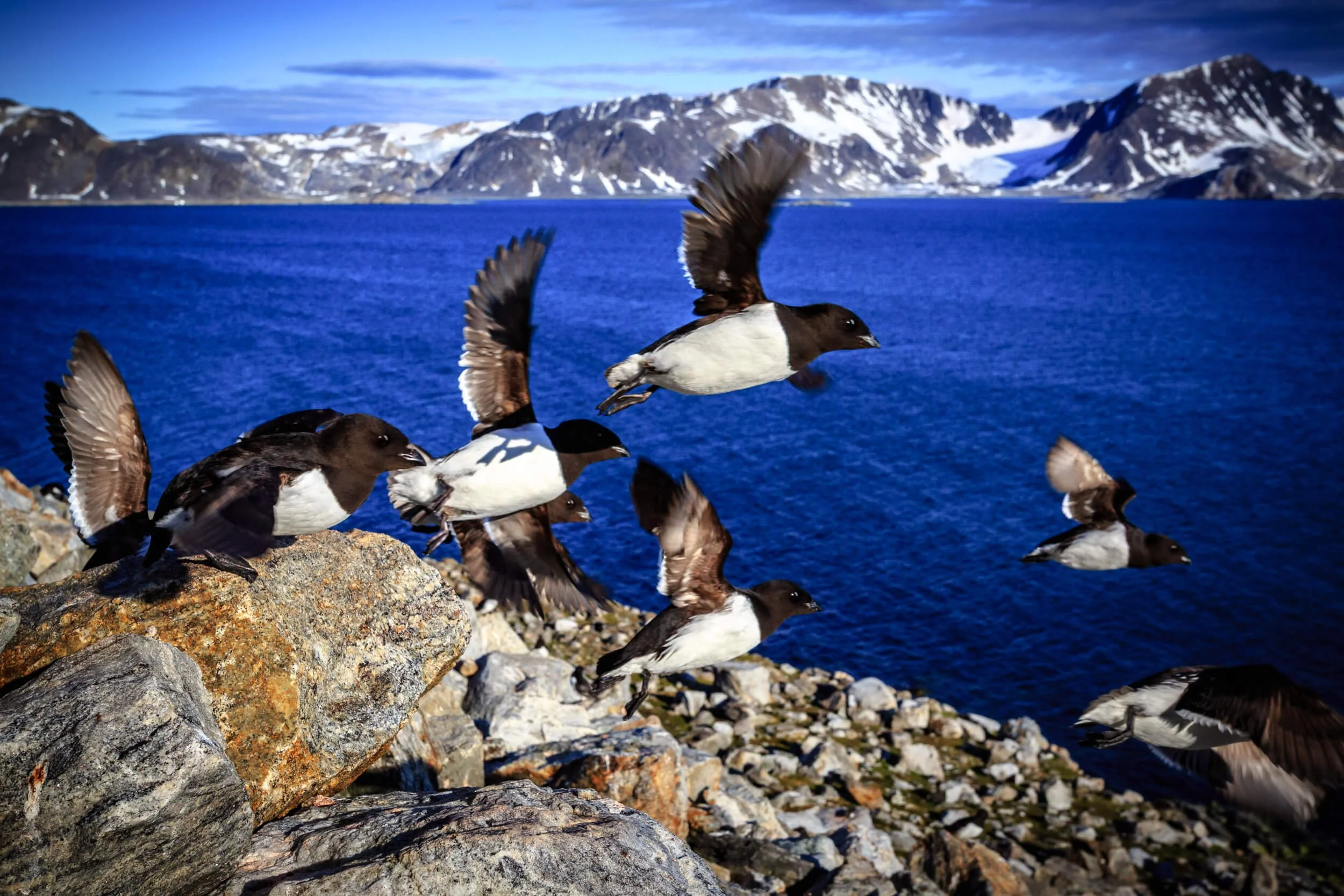 Little Auks