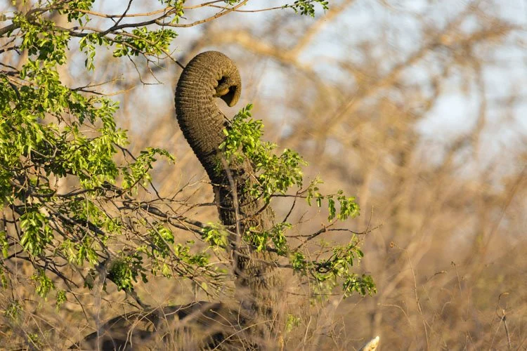 Photograph - An elephant's trunk delicately picks off the leaves off a branch, South Africa
