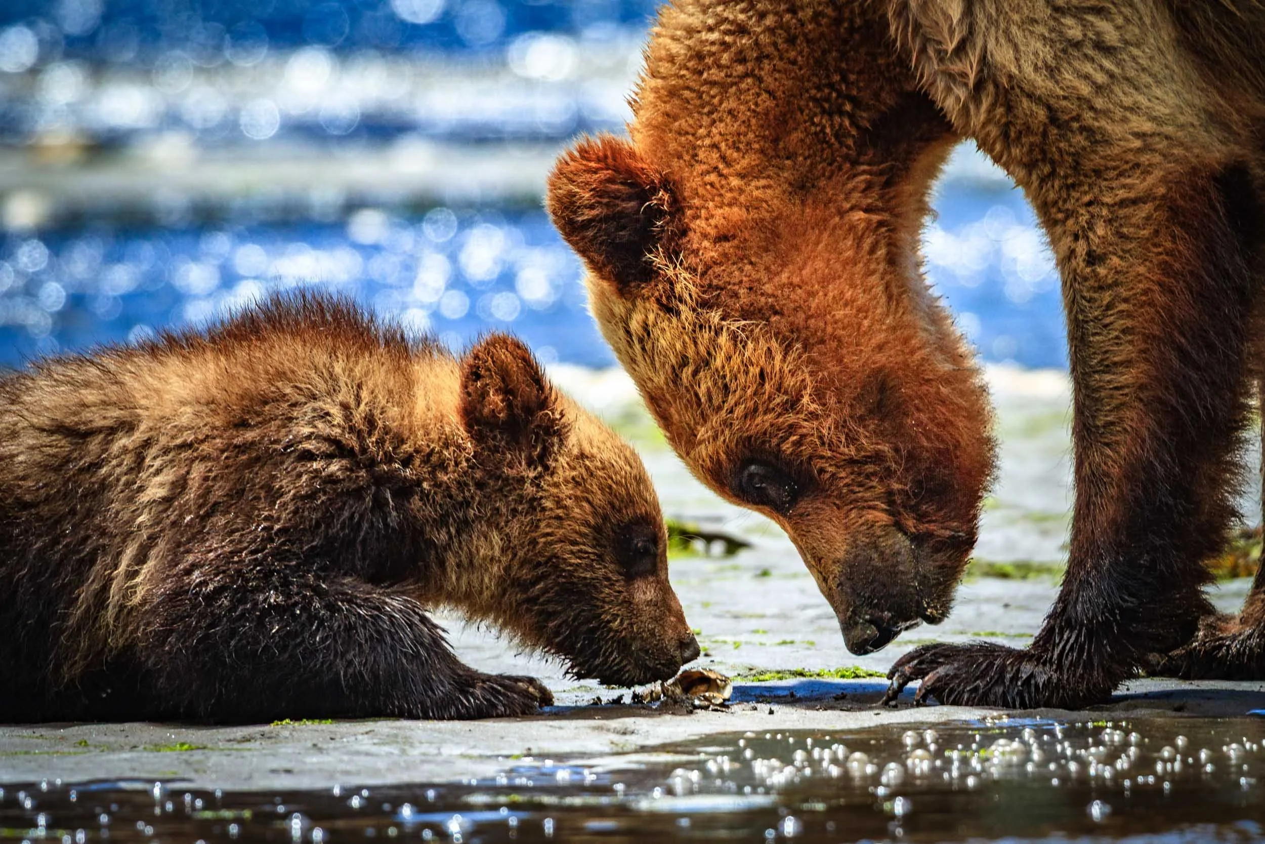 Grizzly Bear with Cub I