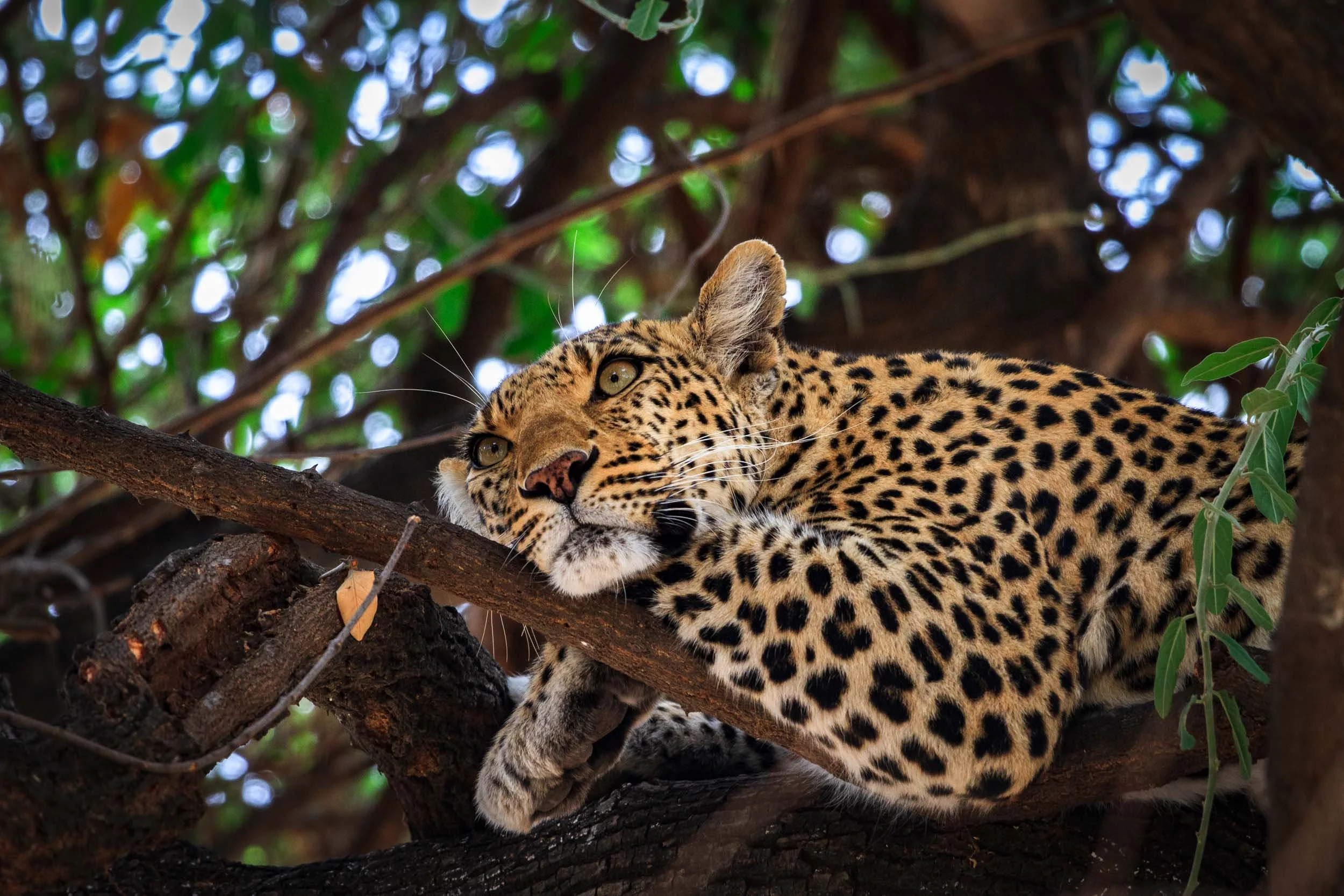 Leopard I