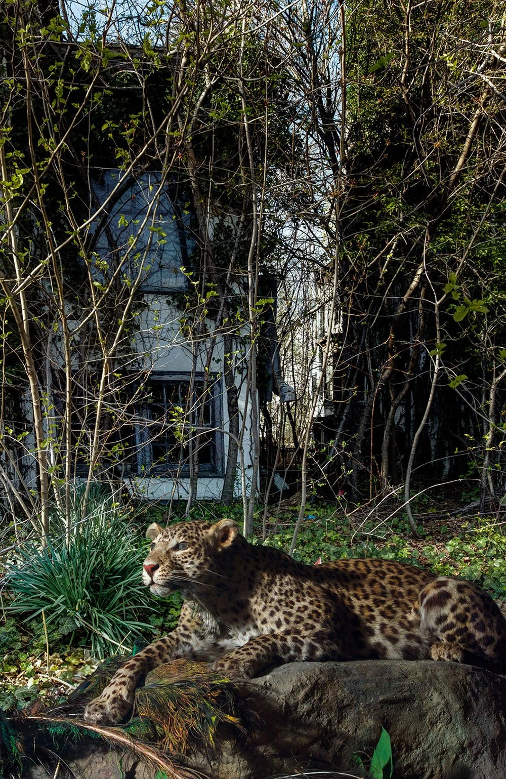 Leopard