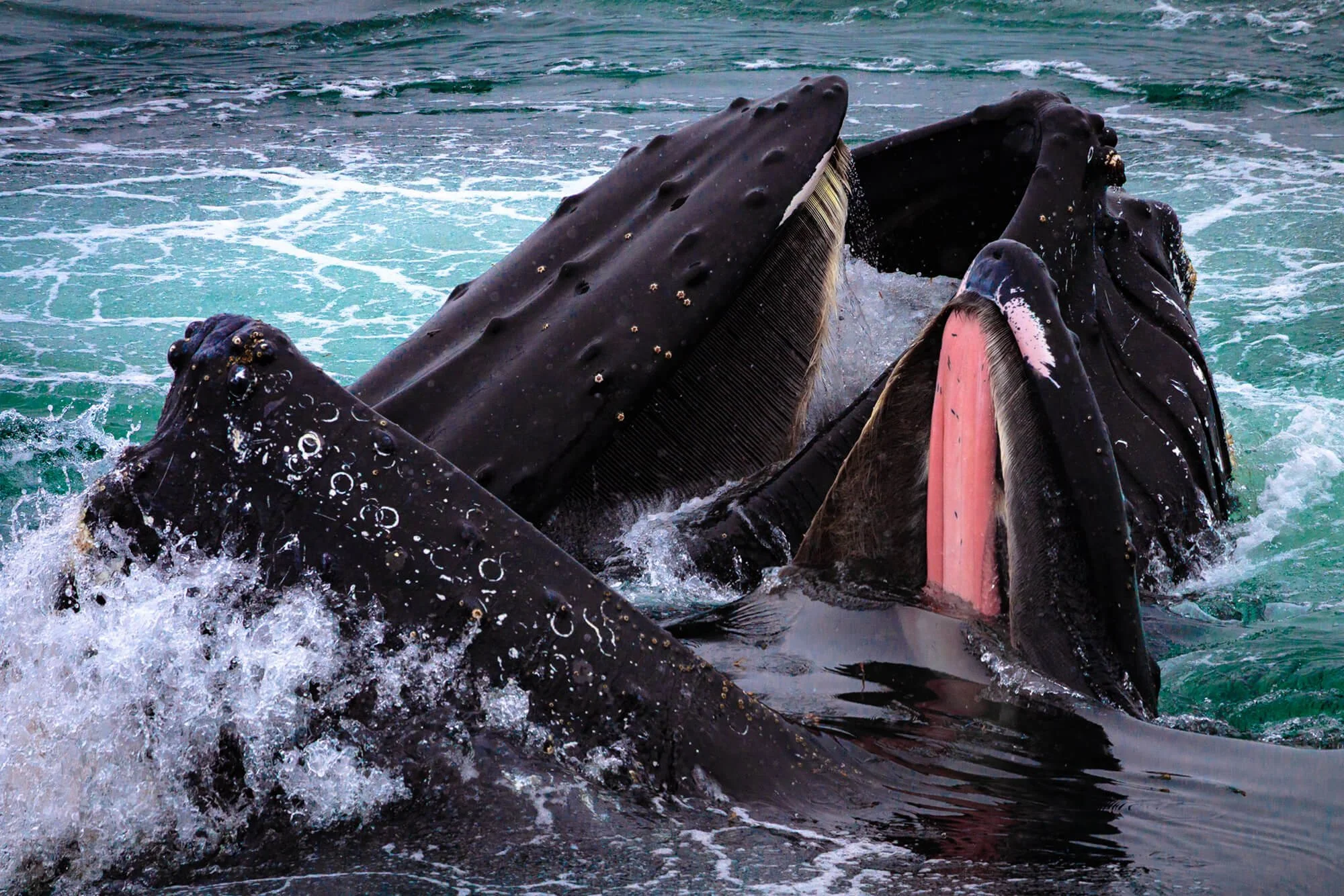 Humpback Whales I,