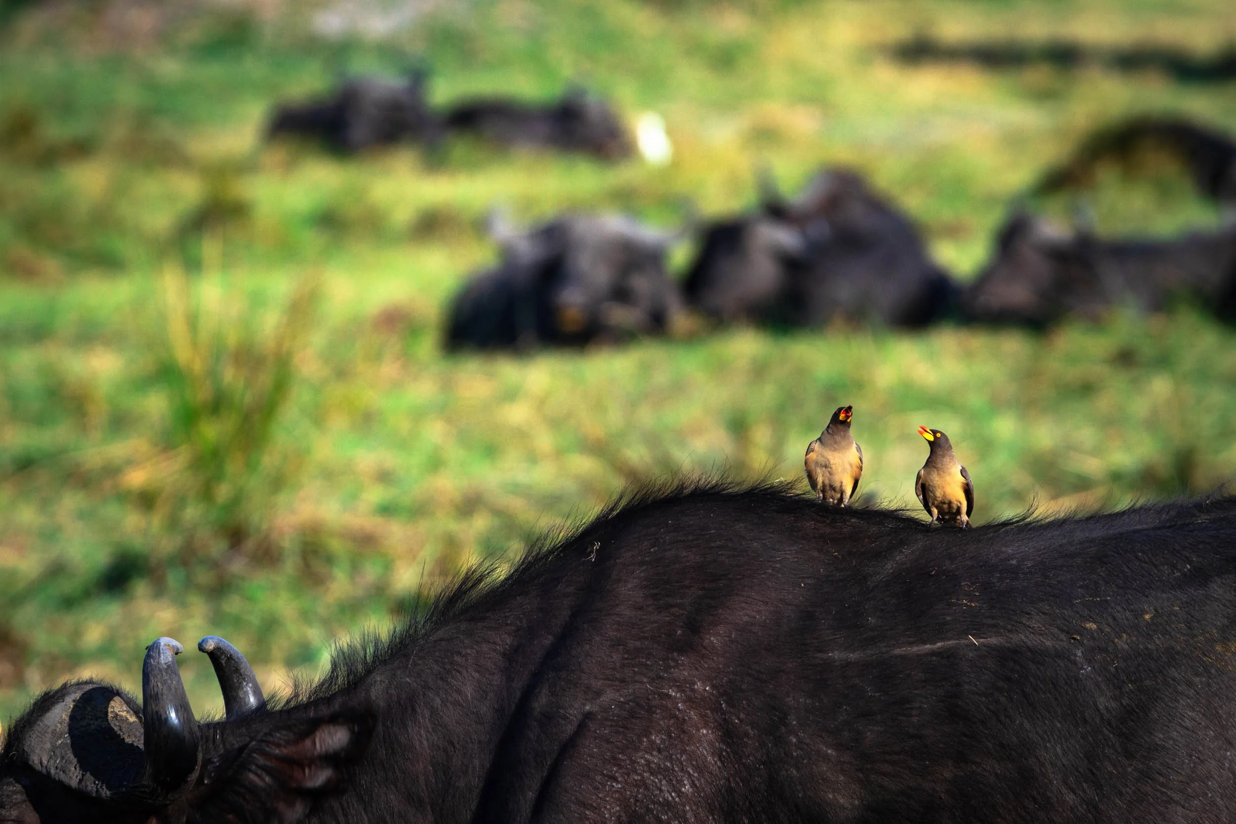 Buffalo II