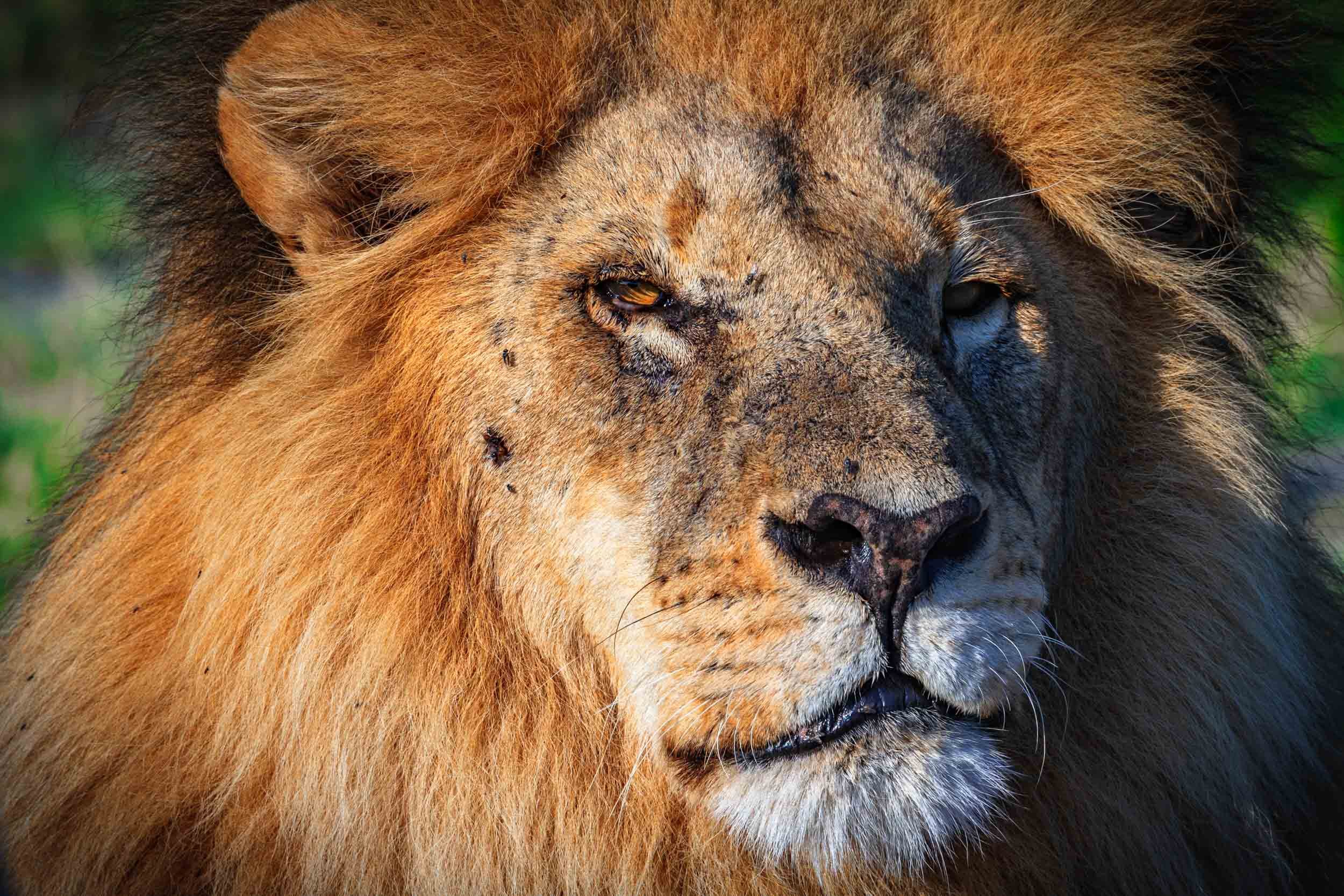 Lion II