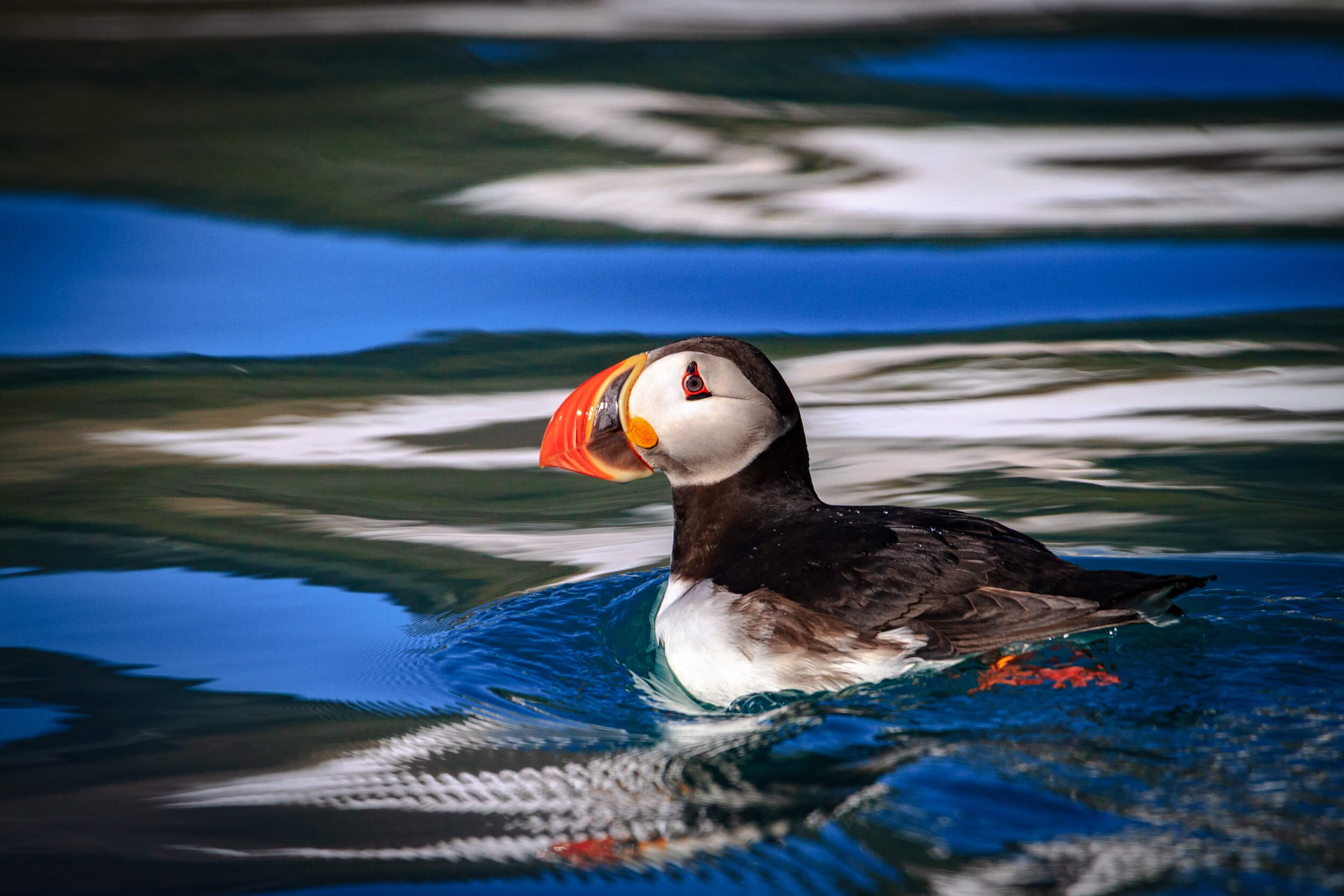 Atlantic Puffin
