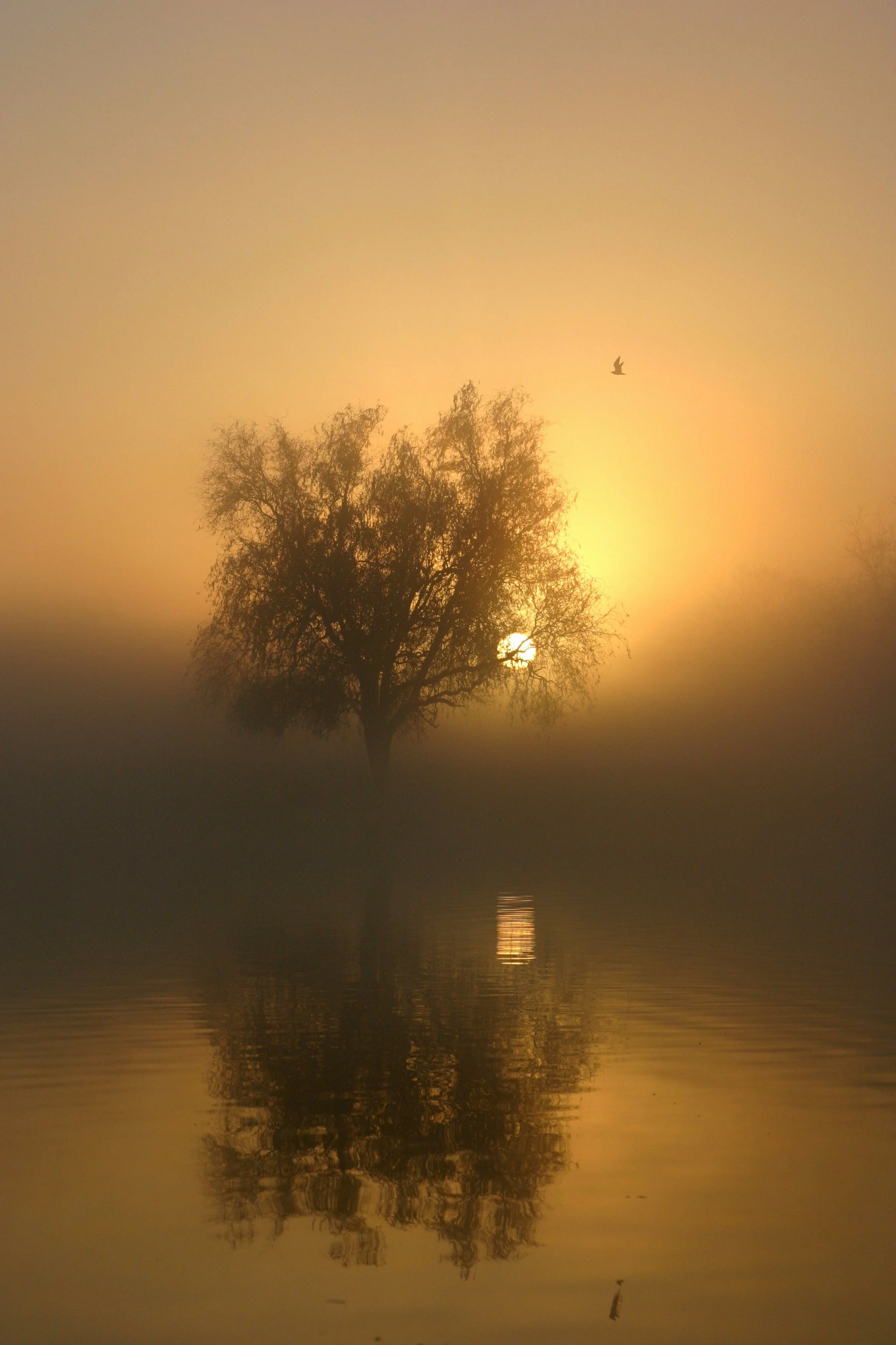 Silhouetted tree reflecting in water during sunrise or sunset, with a bird flying in the sky.