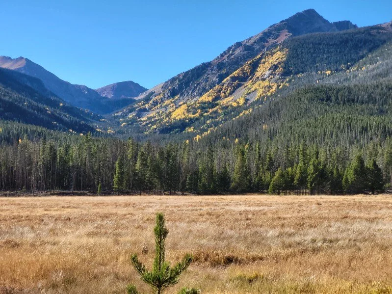 A mountain landscape with a grassy field in the foreground, a dense forest of green trees in the middle, and mountains with some yellow foliage under a clear blue sky in the background.