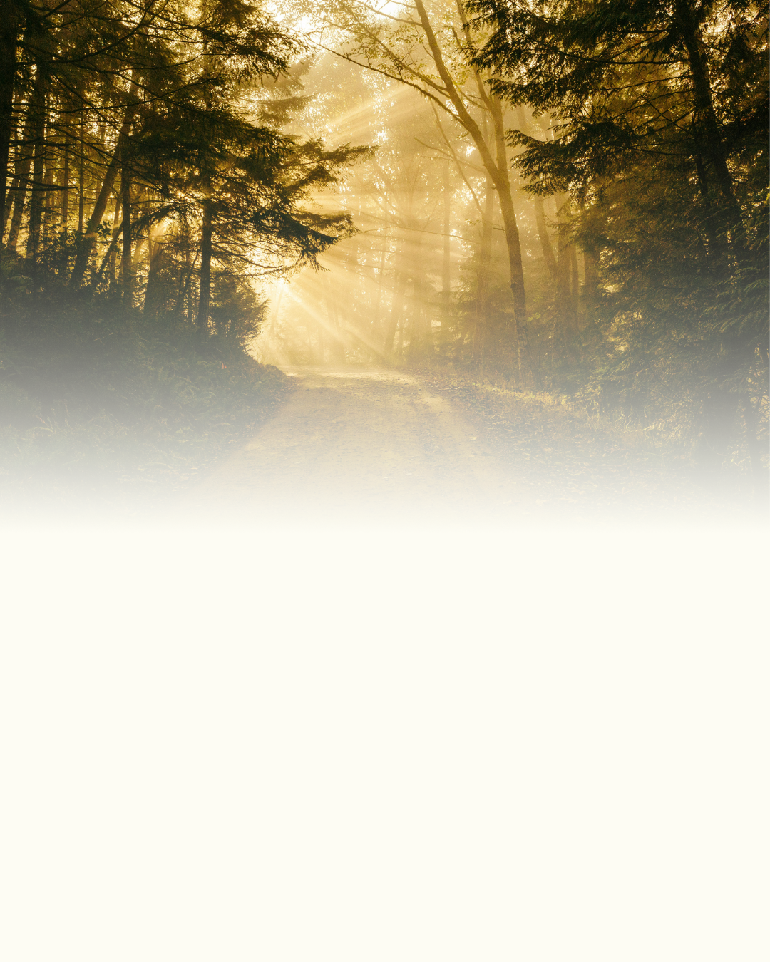 Sunlight filtering through tall trees in a forest with a dirt path leading into the distance, creating a misty atmosphere.